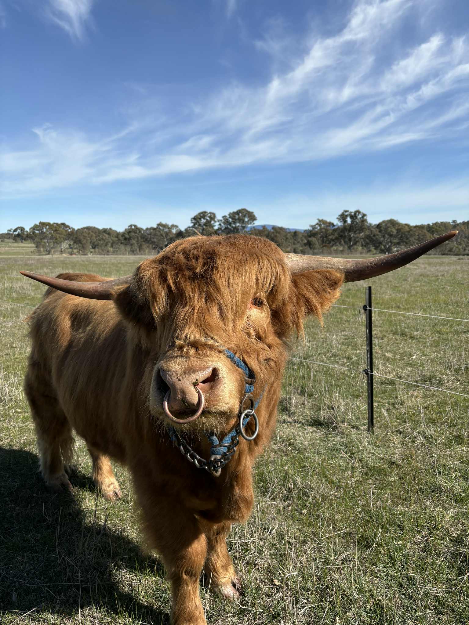 BellMill Farm - Grampians Highlands