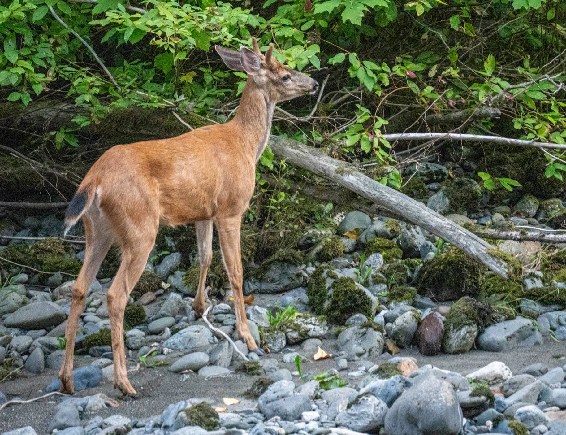 Marvin N’s River Mountain Oasis