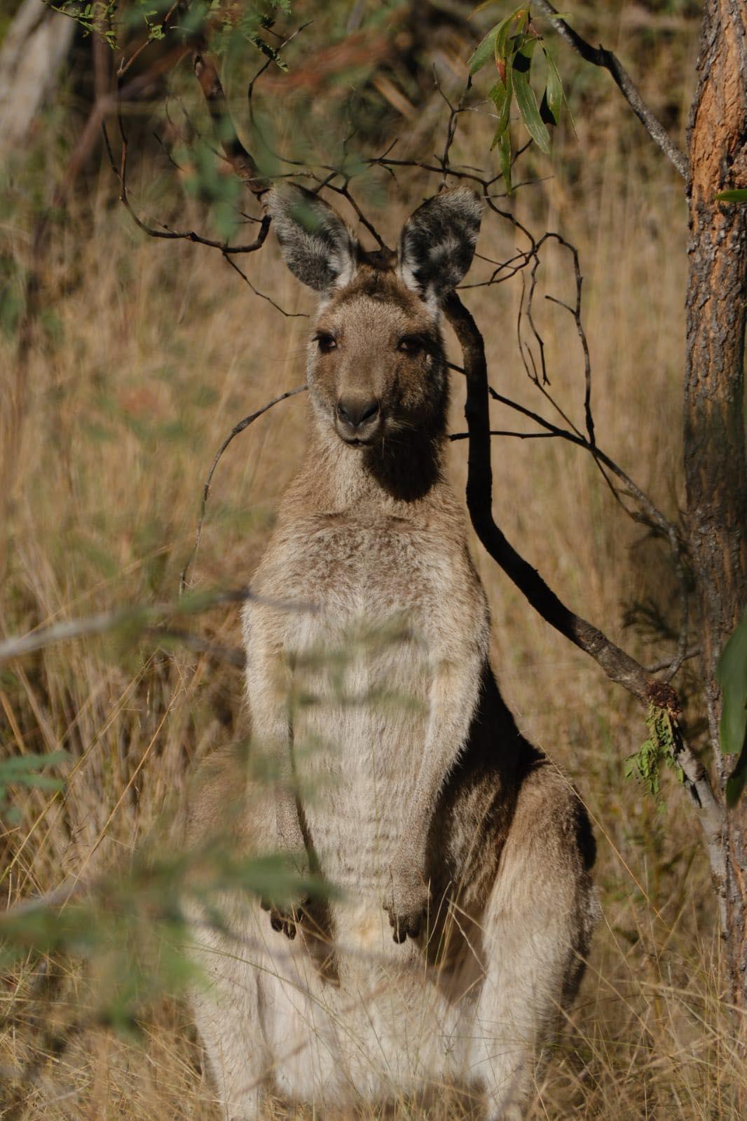 Natures Nook Farmstay