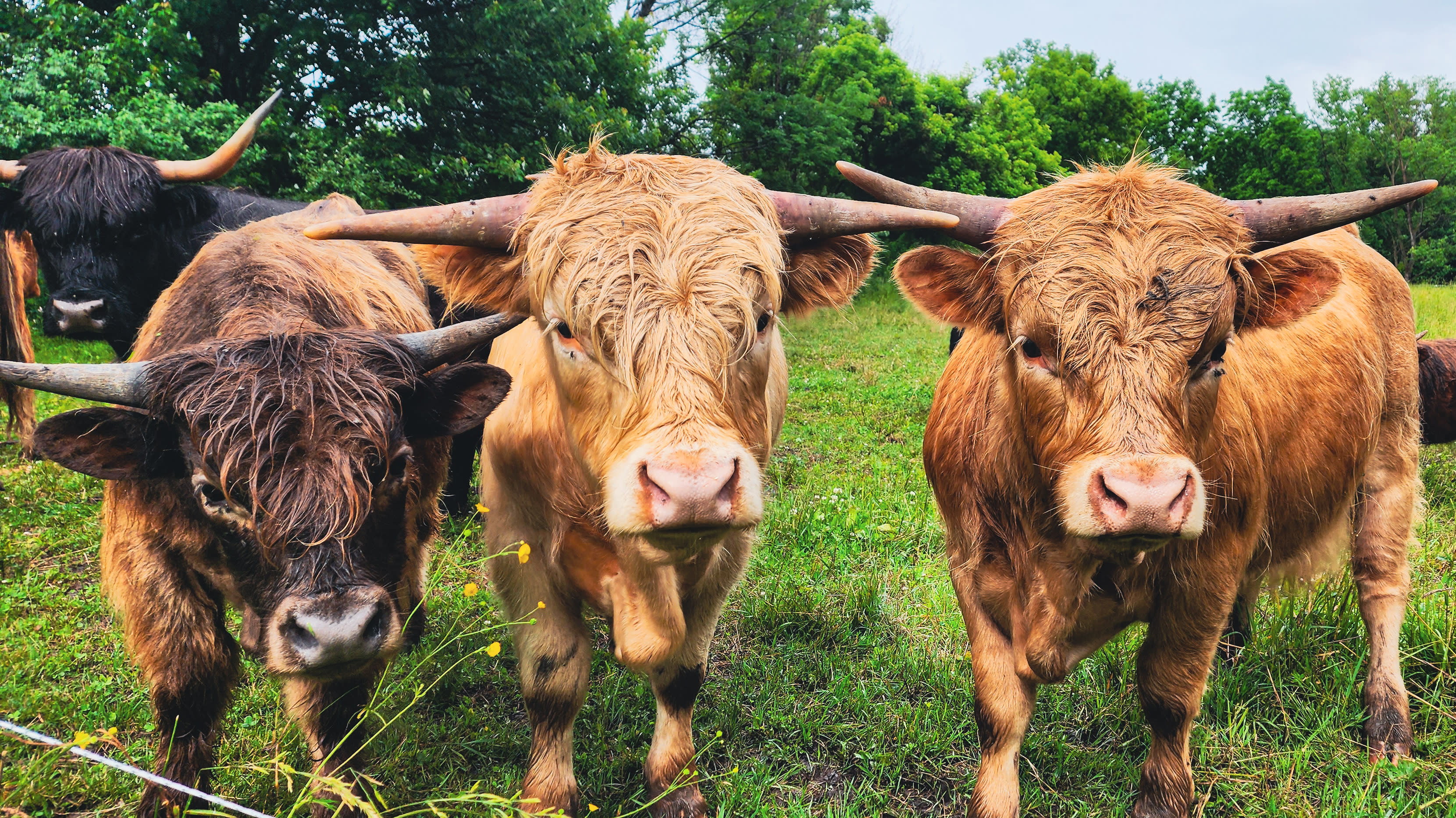 Do a local farm tour or yoga with some adorable Highland cows!!