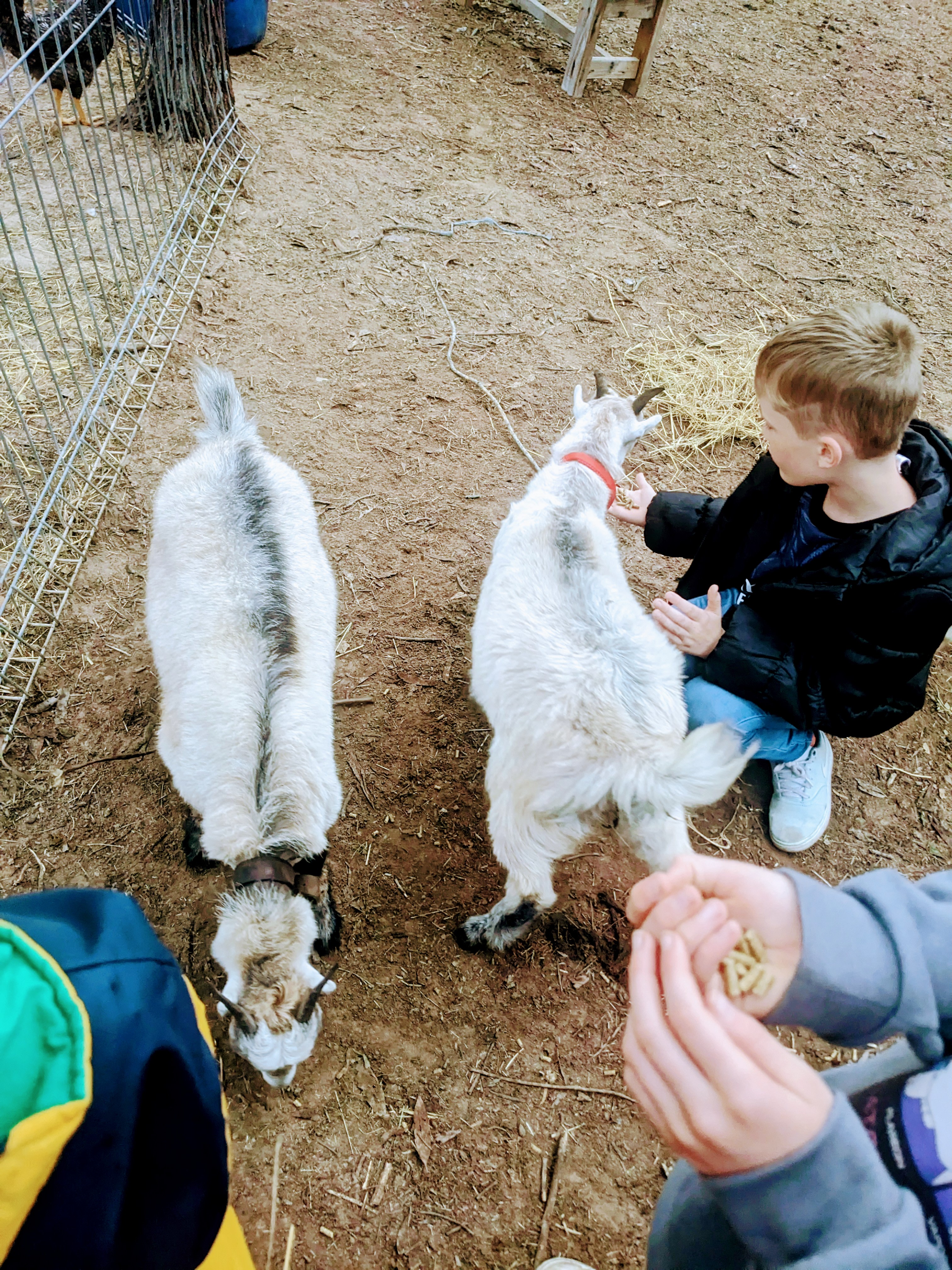 Woodlands Farmstay and Glamping