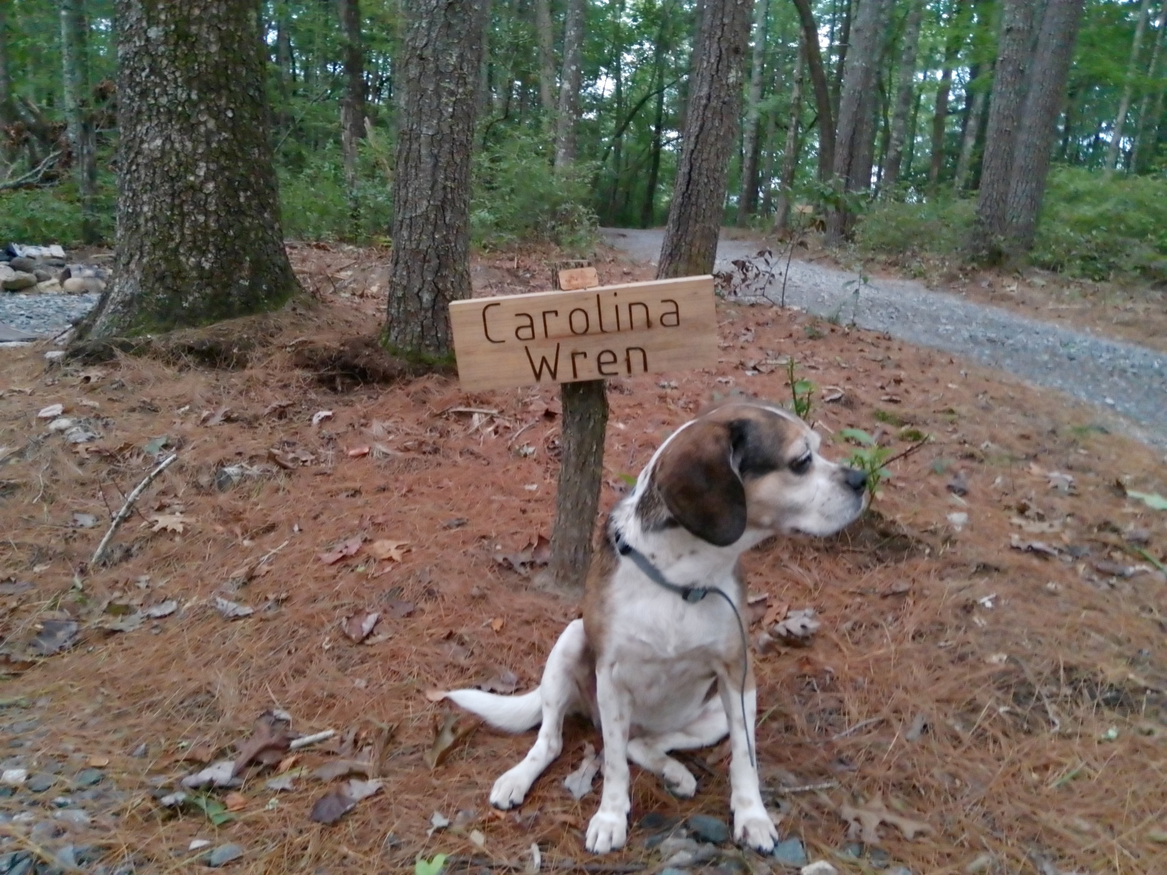 Cedar Ridge Base Camp