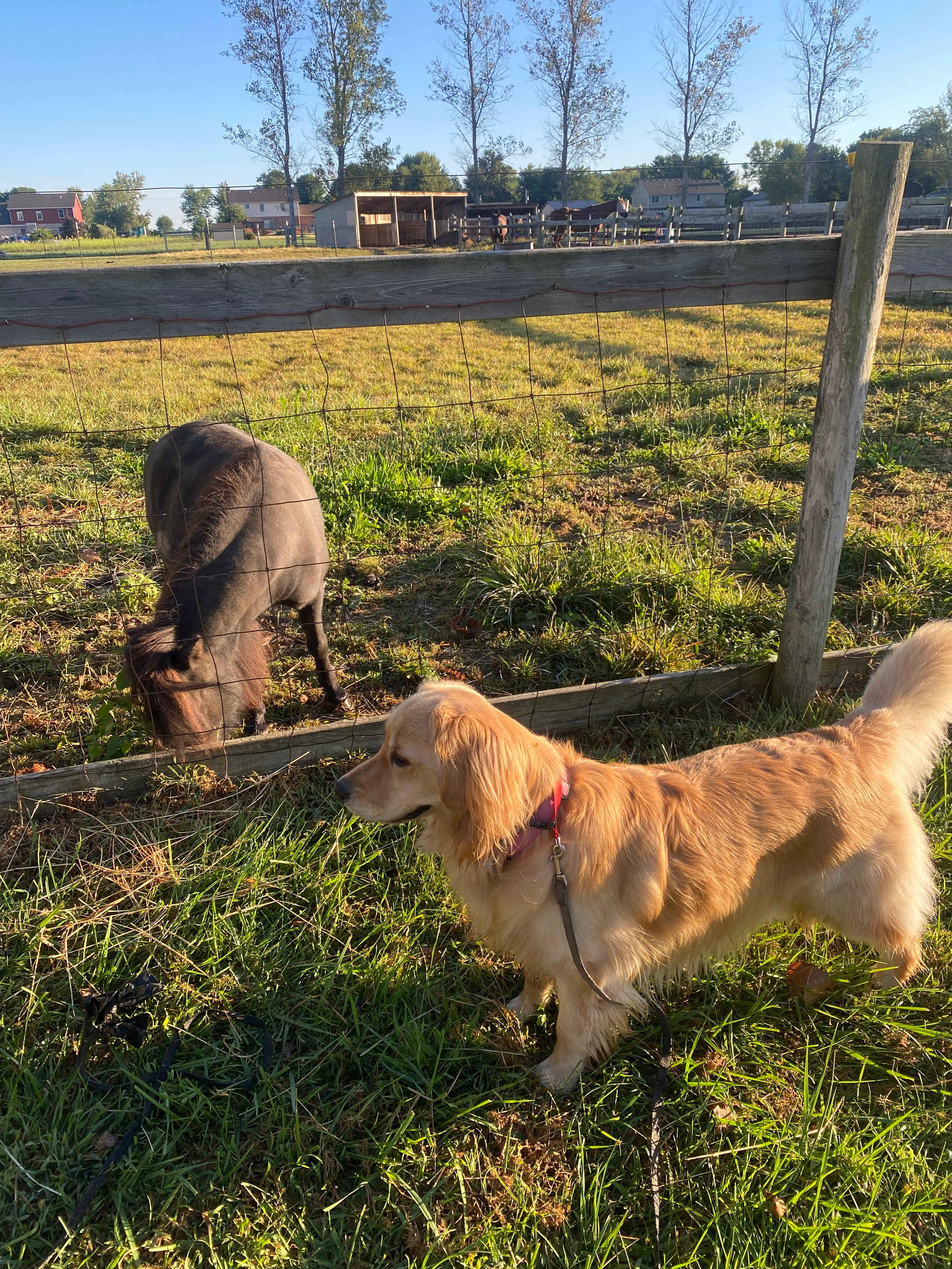 Havendell Farm and Wayside