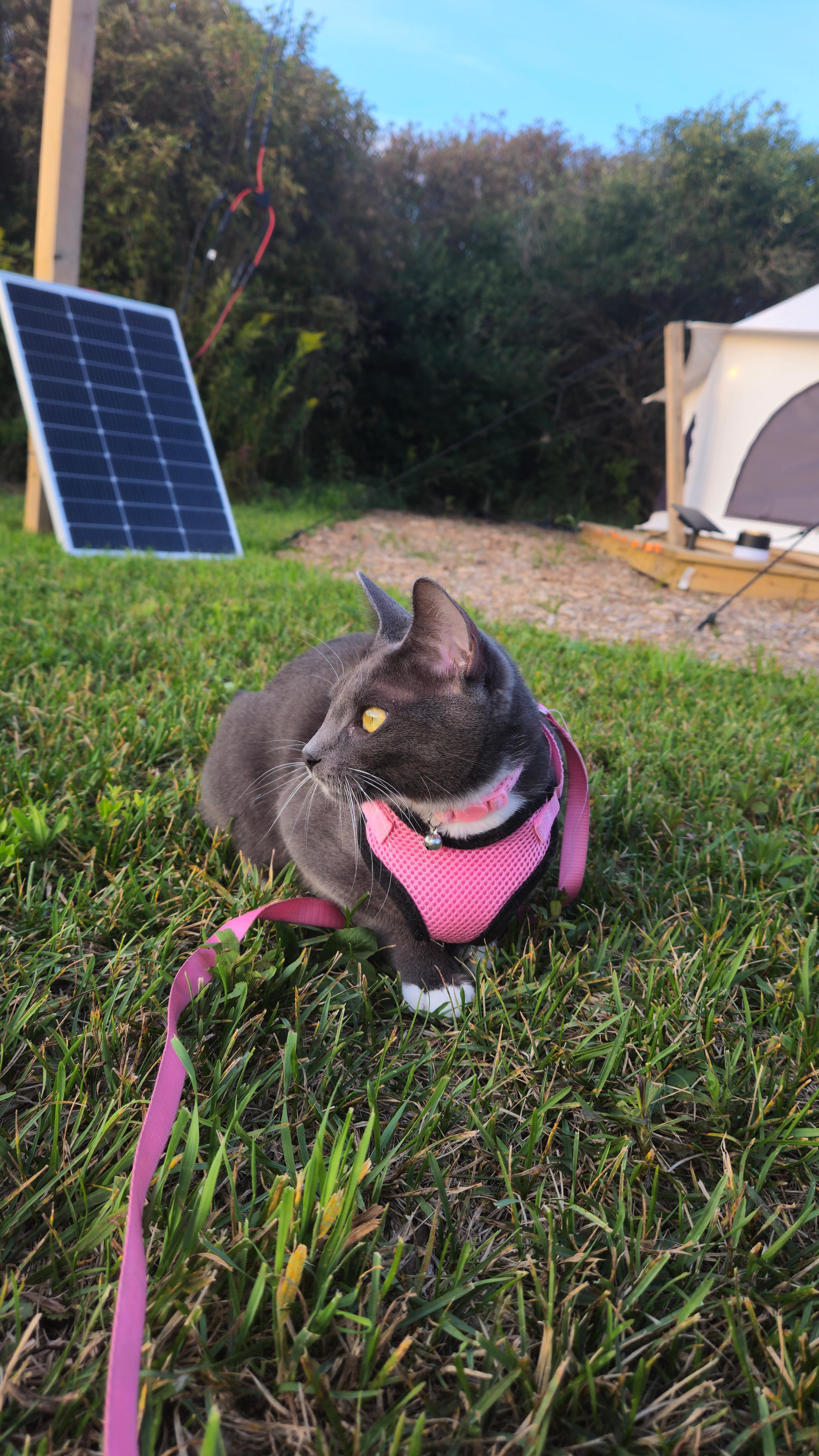 Our cat - Jasper Bompi loved this place ! 