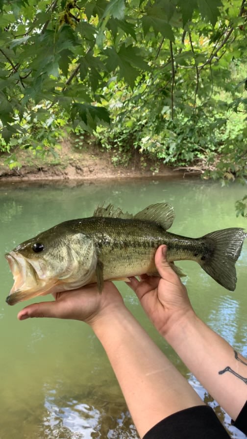 Big creek 2 pound bass