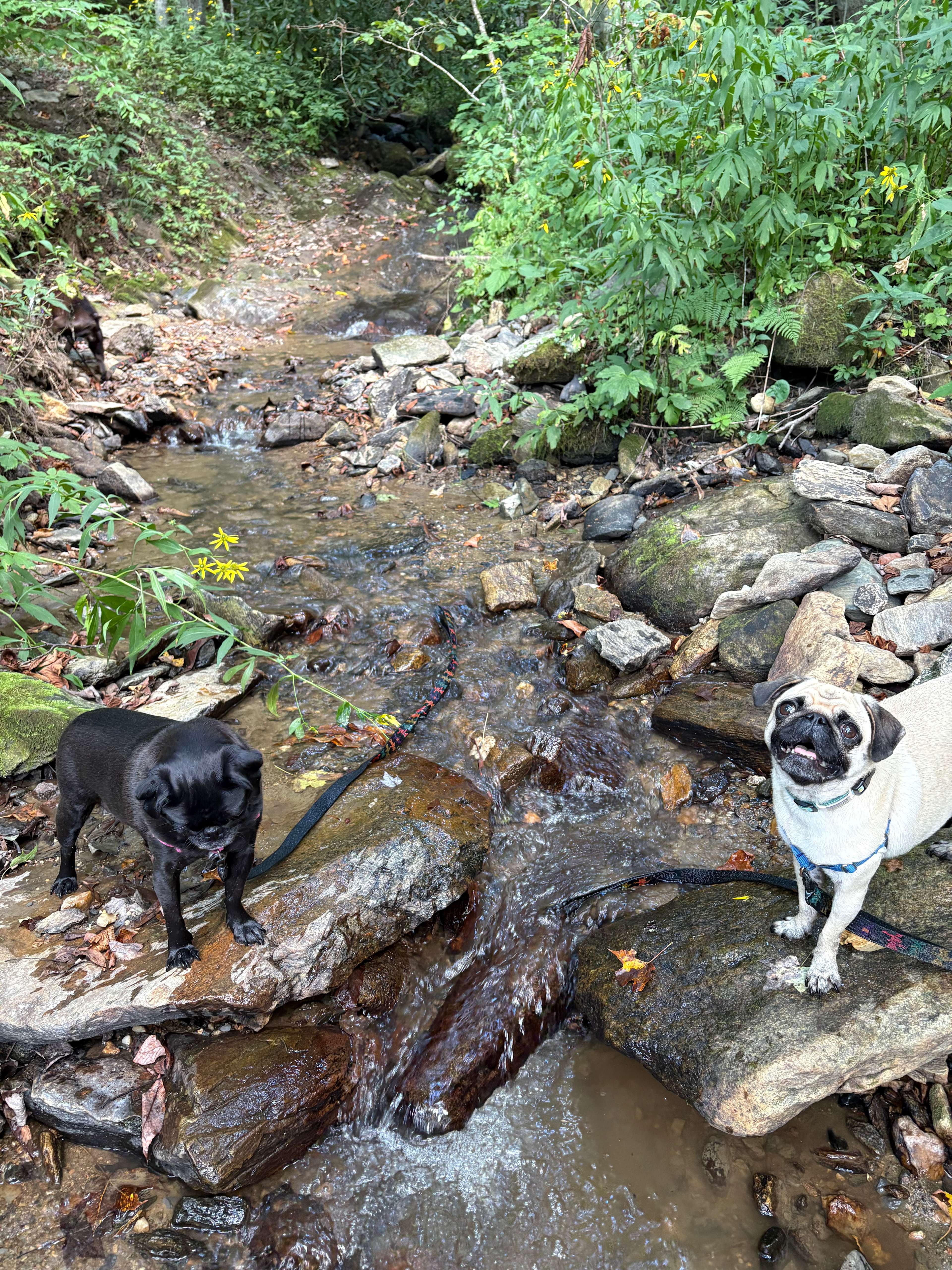 Creekside Camping Max Patch