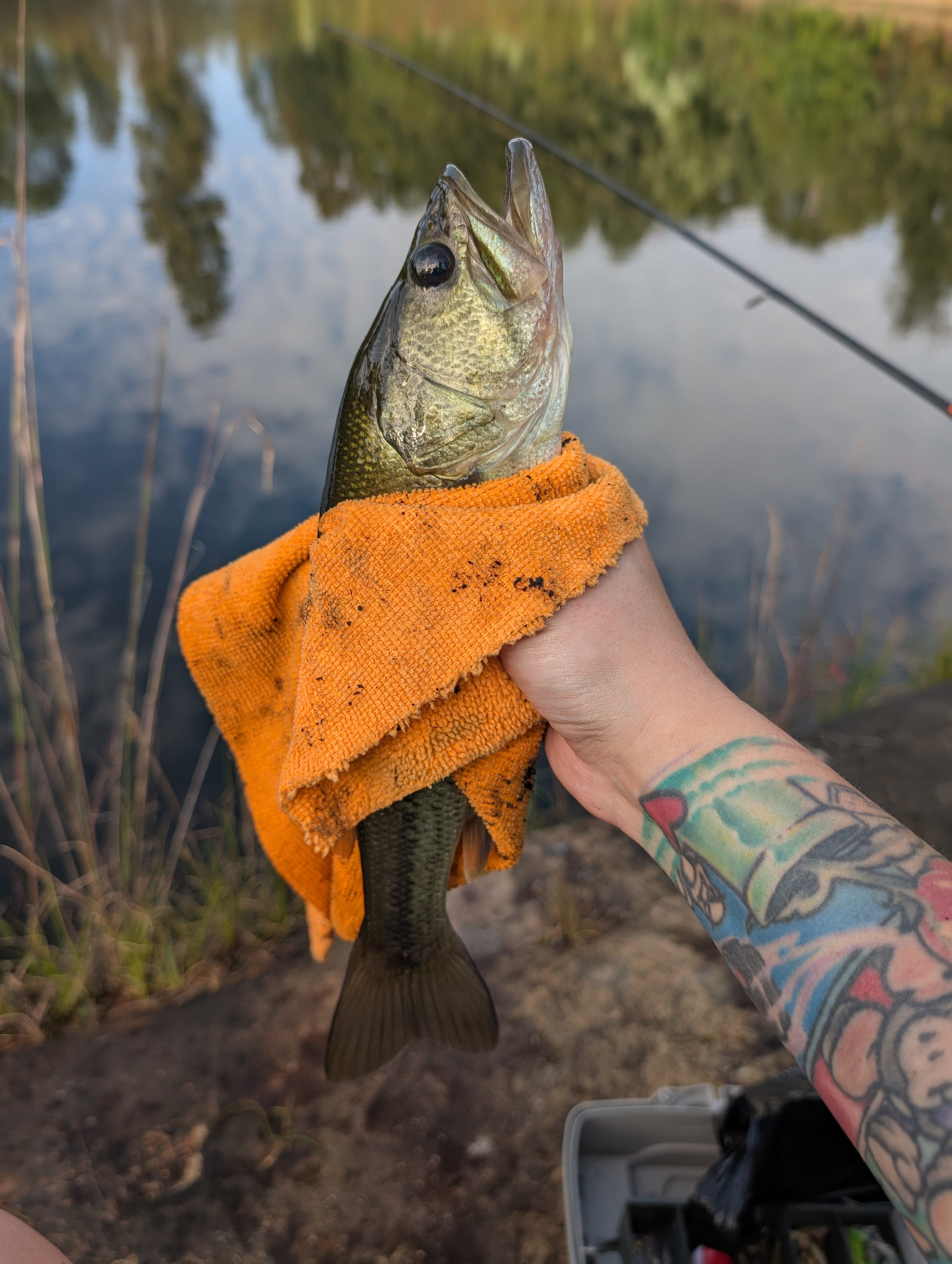 Whippoorwill Woods Nature Retreat