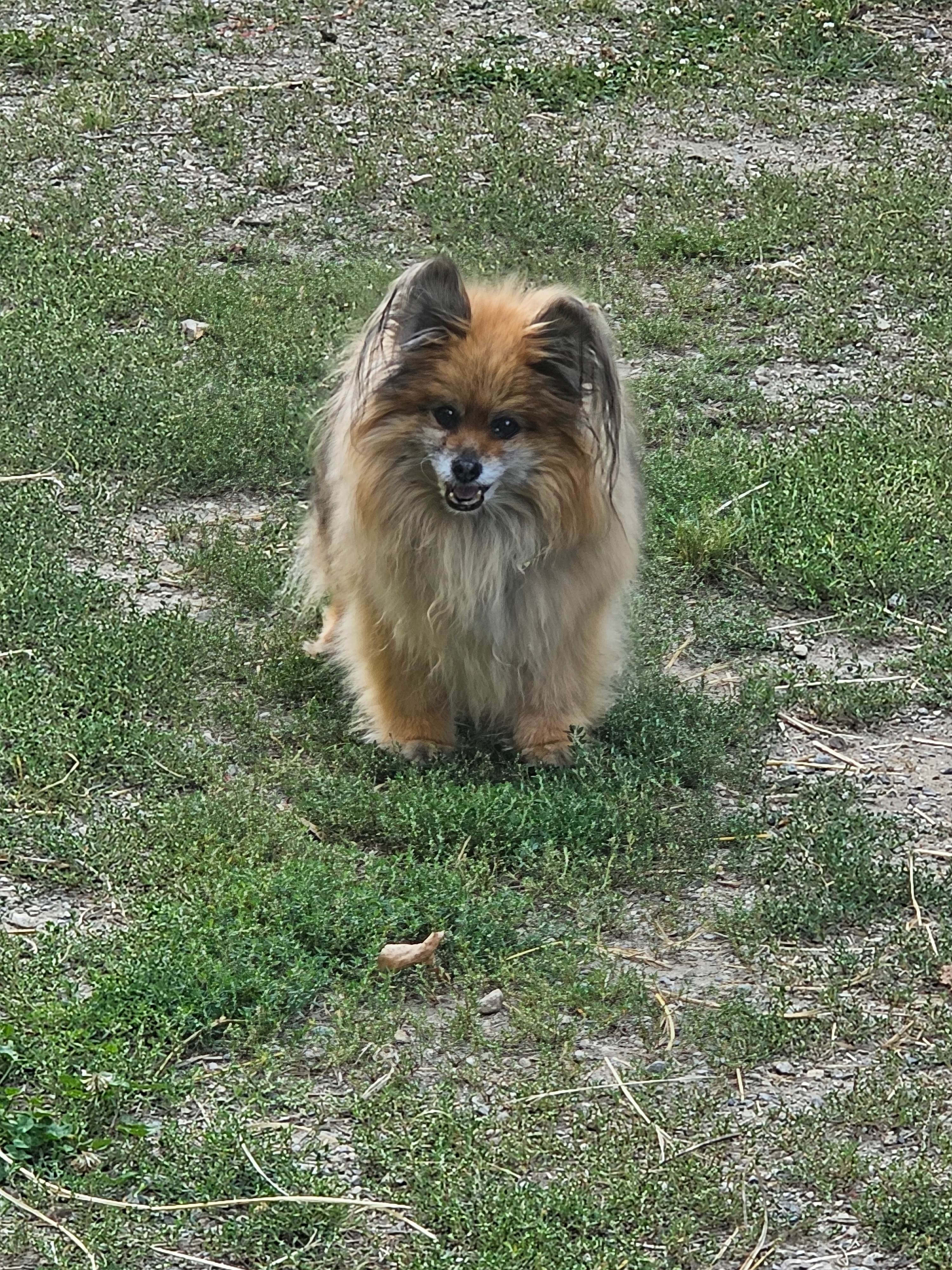 The Great Goat Escape