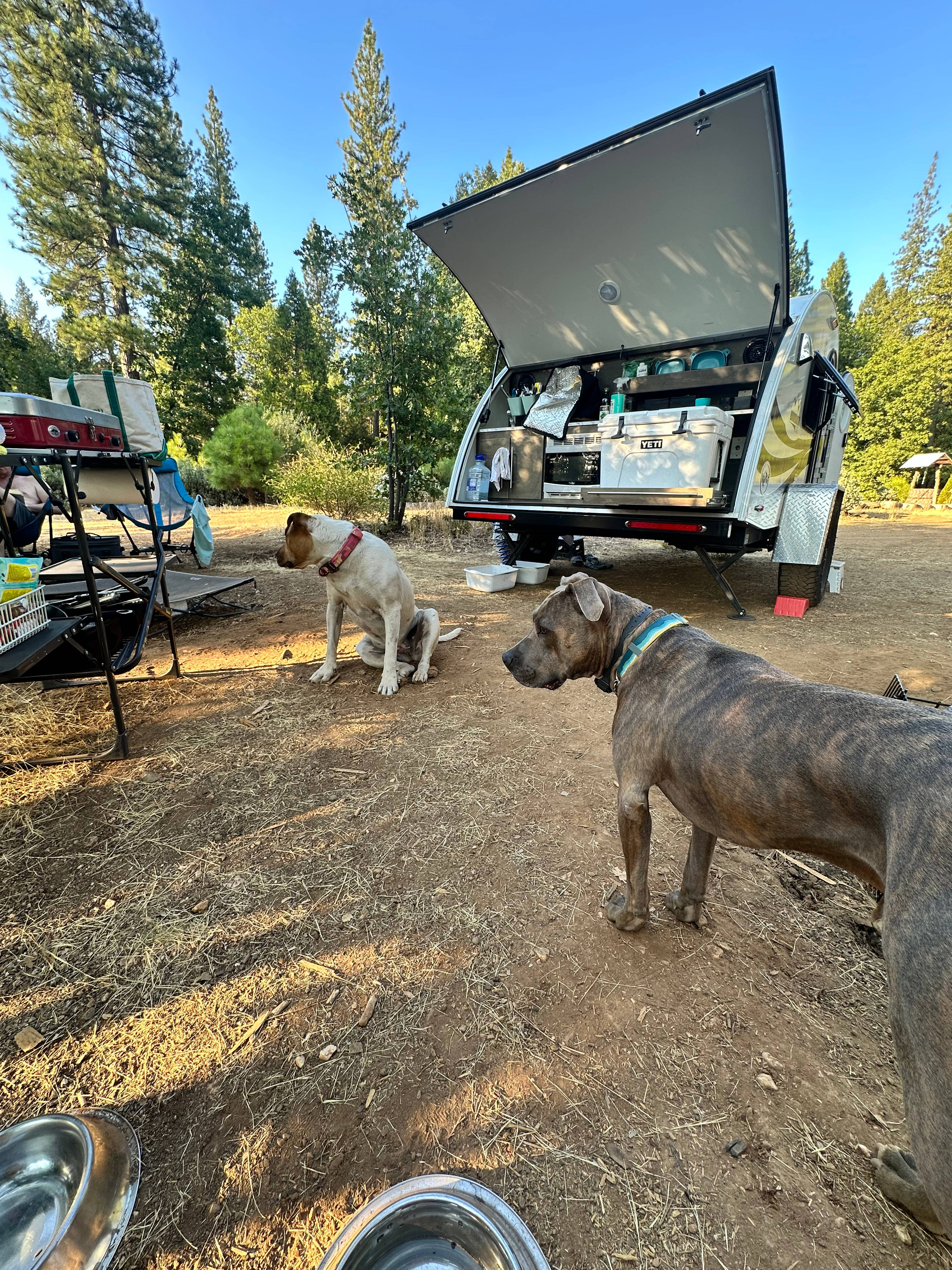 Lulu (left) guardian dog and Pippo (our pup who was so very excited to meet a pretty girl) 