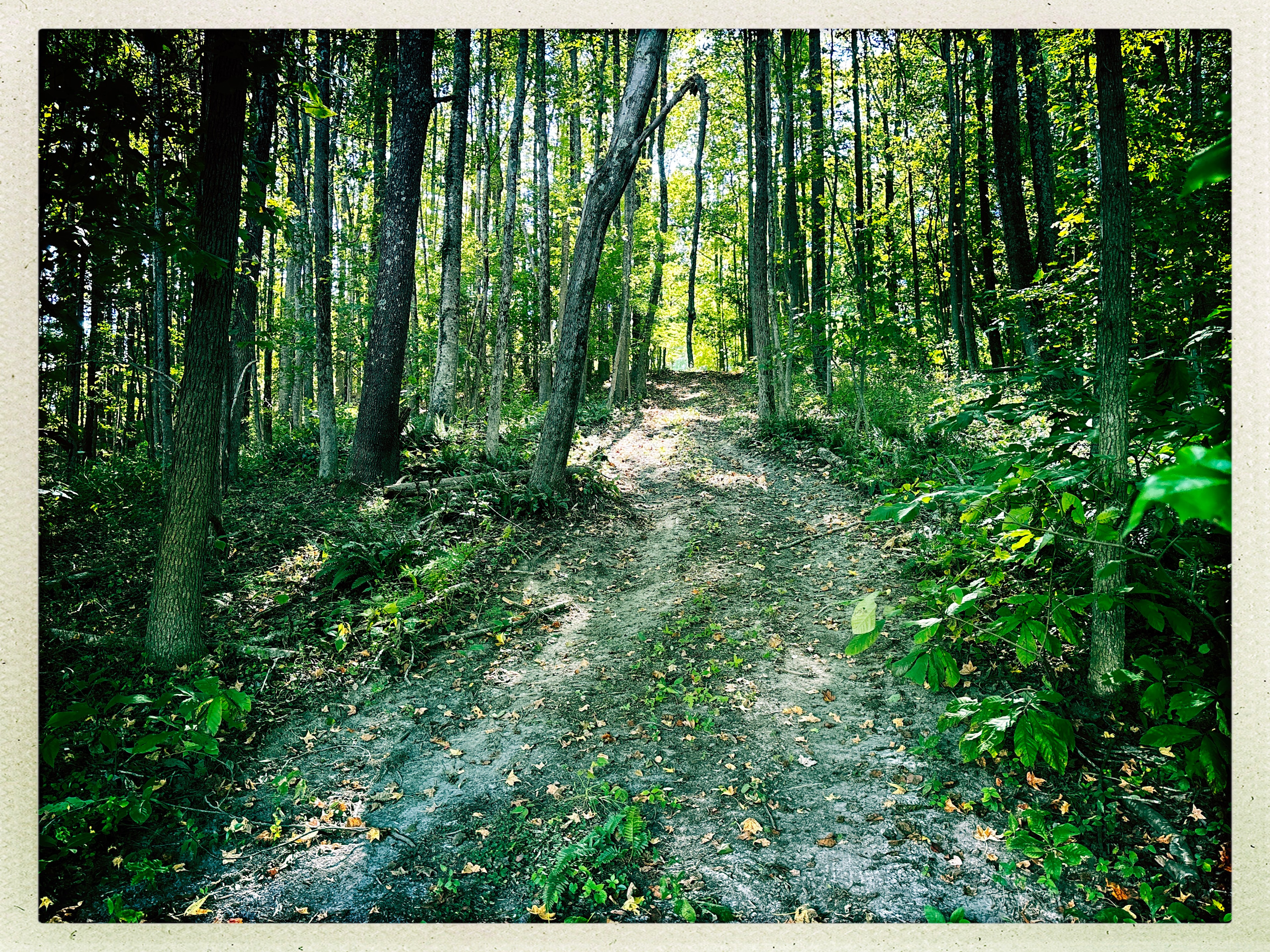 Path from Haybarn down to Pond. 