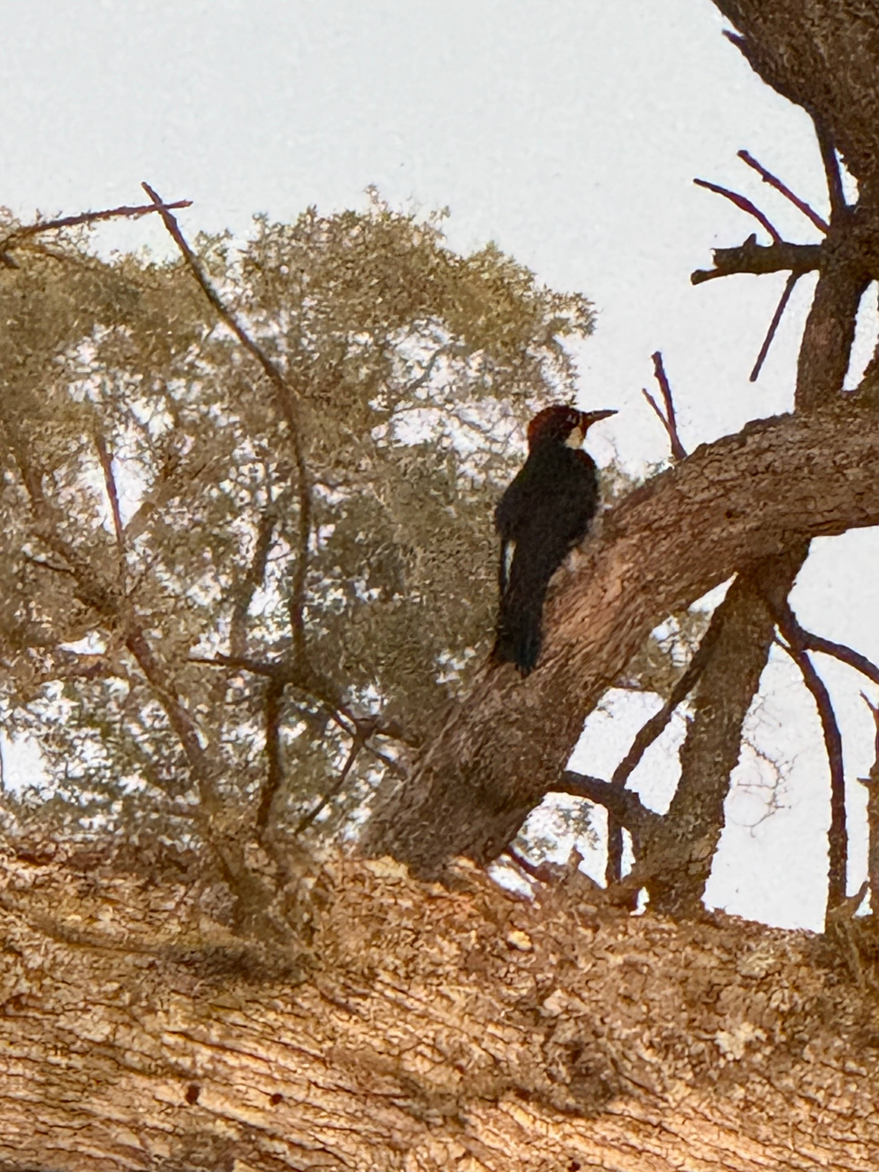 Lots of birds if you love birdwatching, like me!