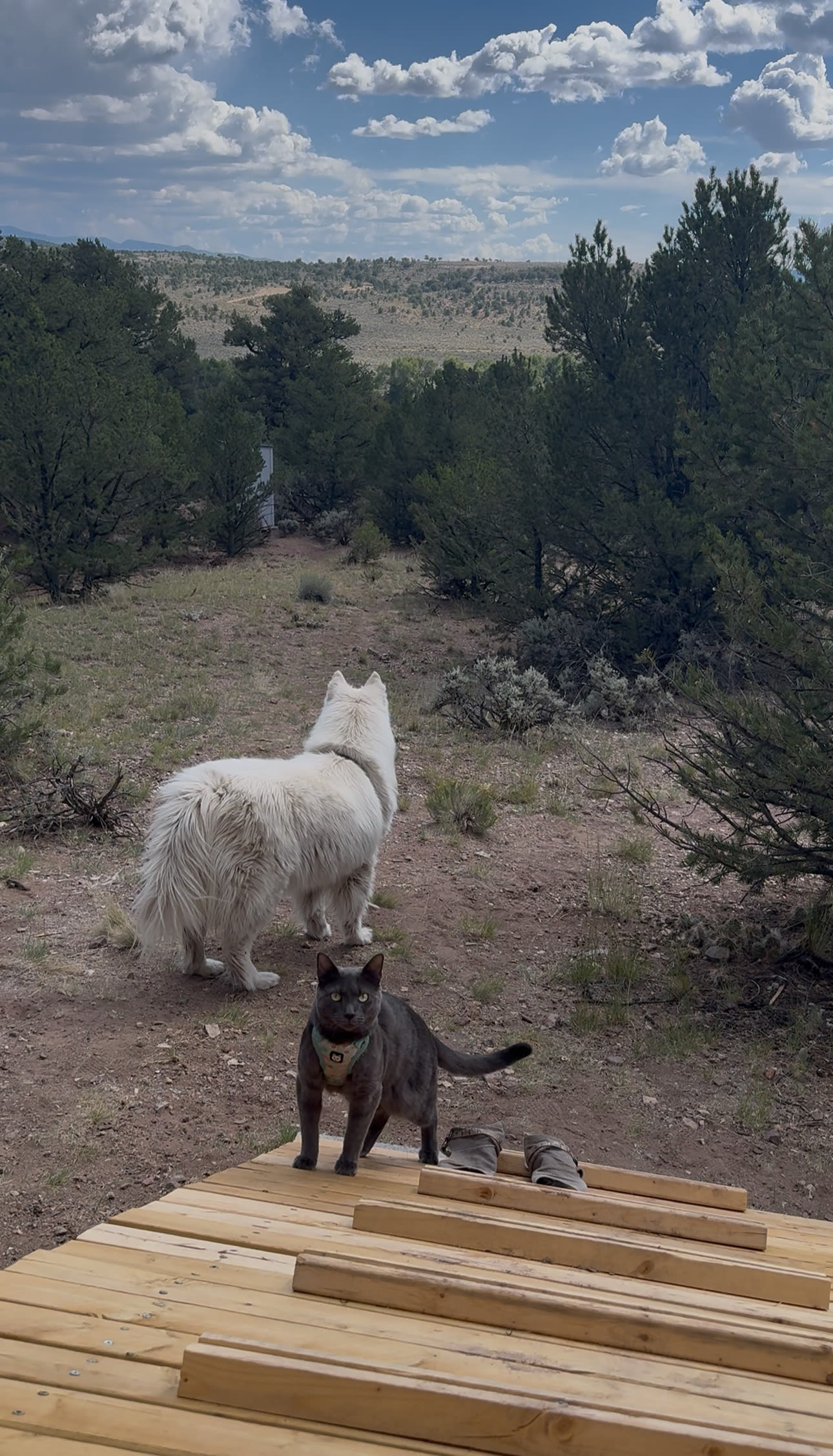 Great Sand Dunes Desert Escape