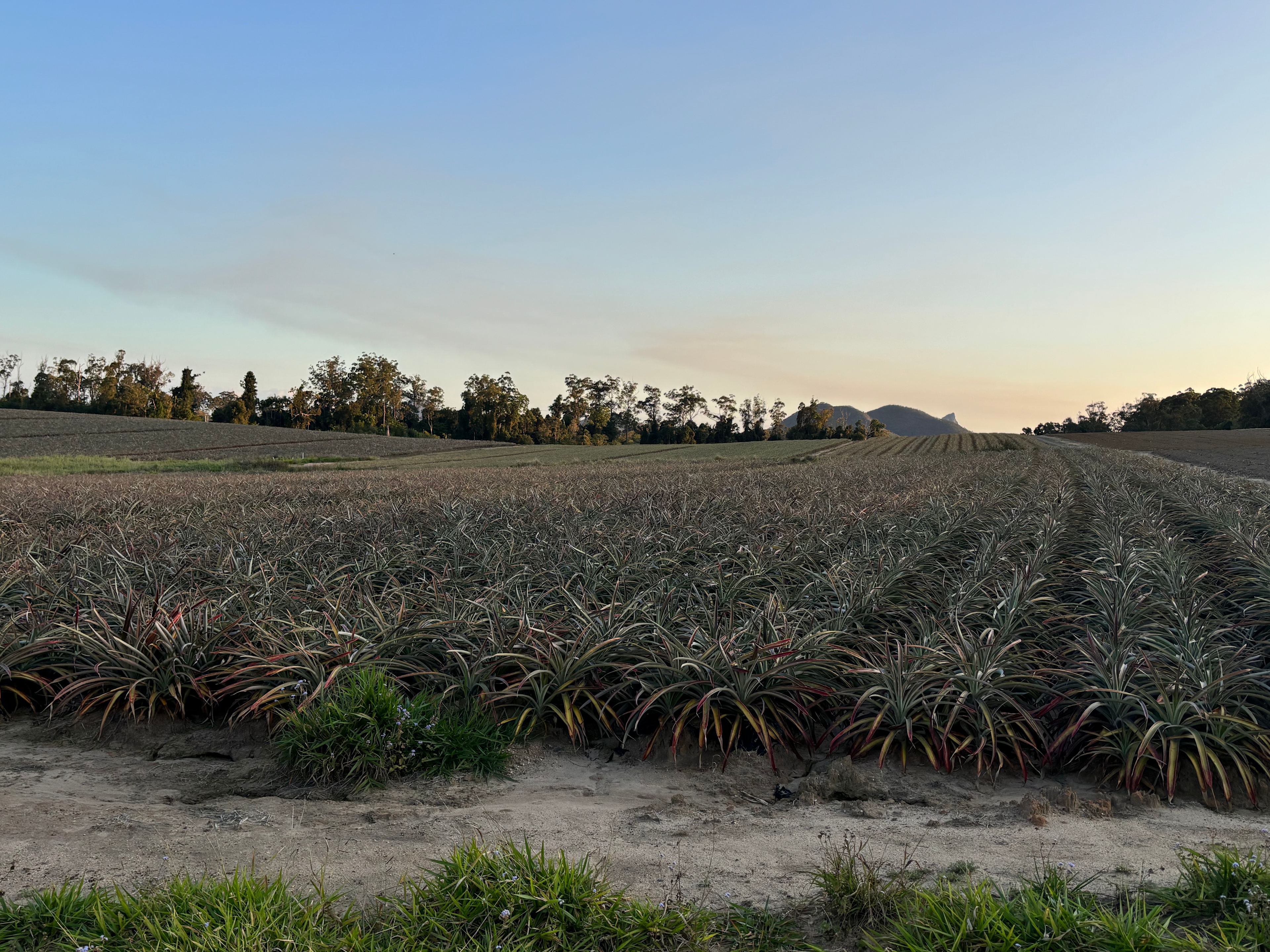 Pineapple Retreat