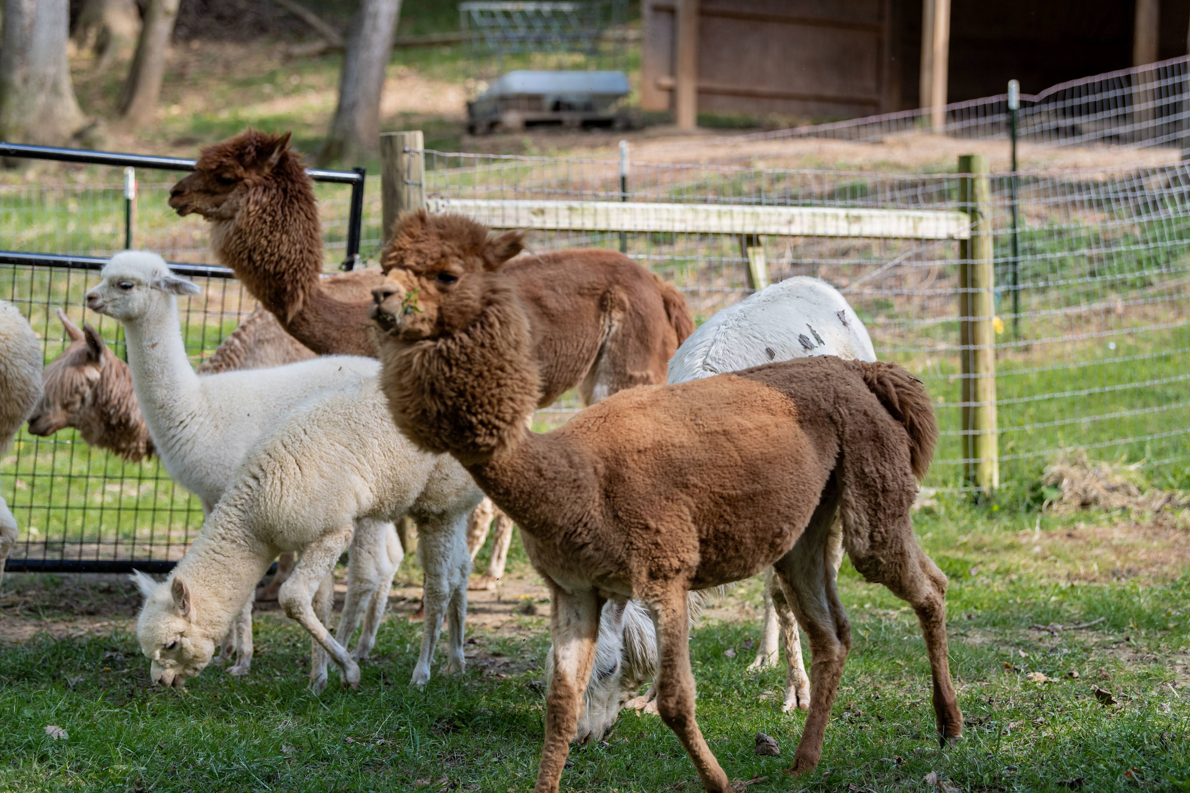 Roma Flores Farm