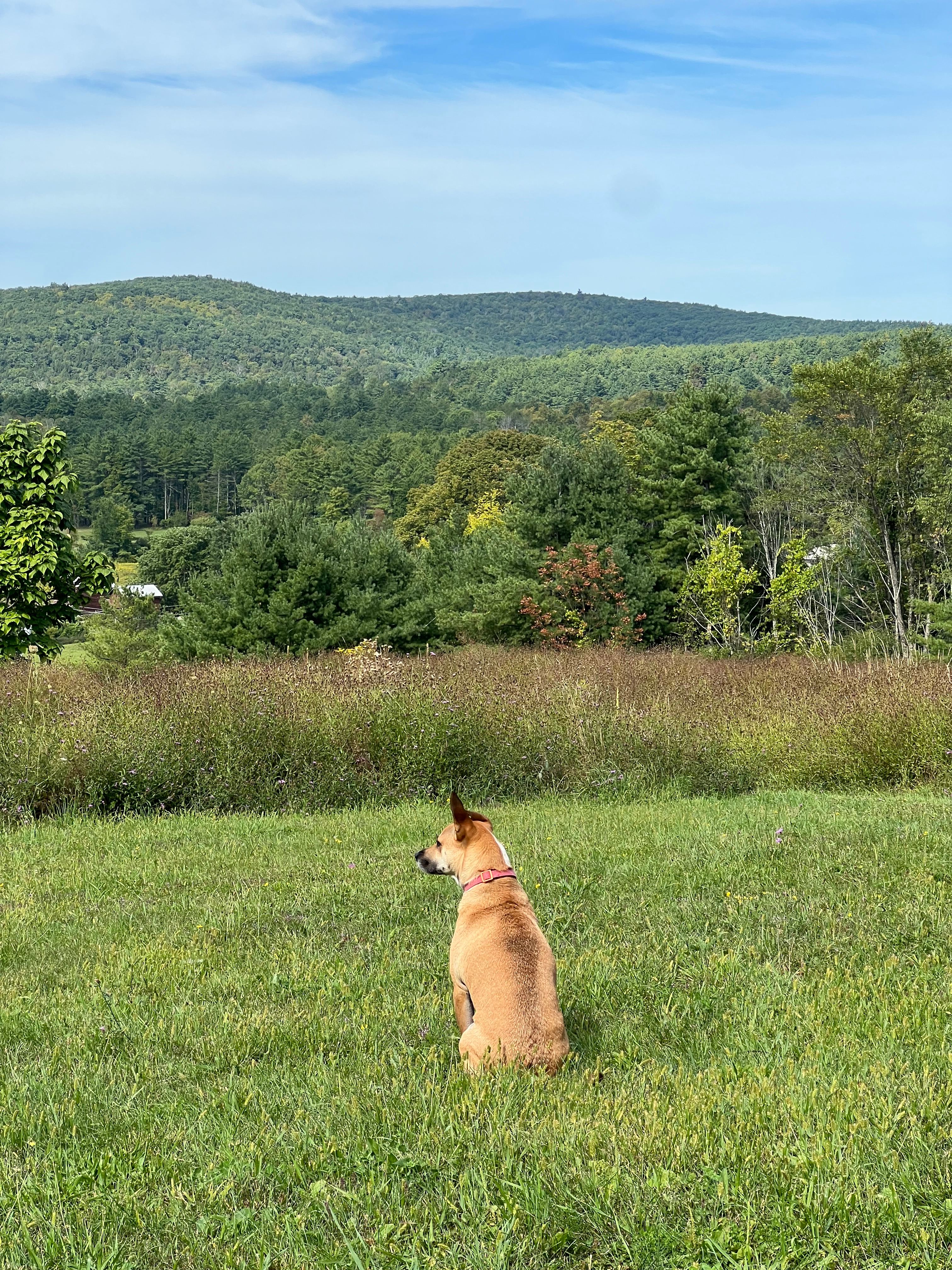 Campaway on Cotton Hill