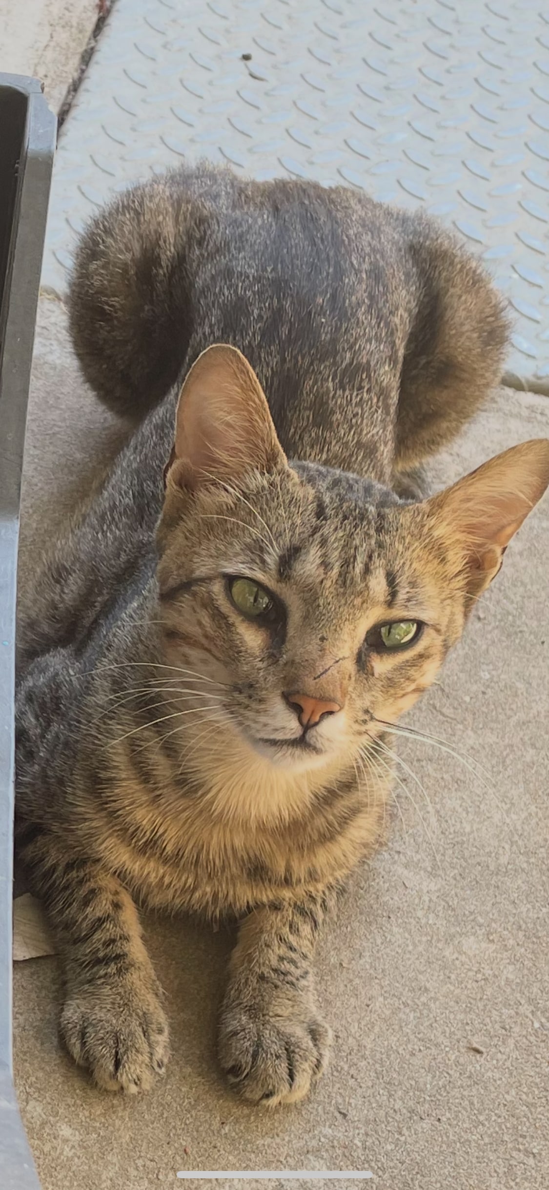 The Garden in Sardinia