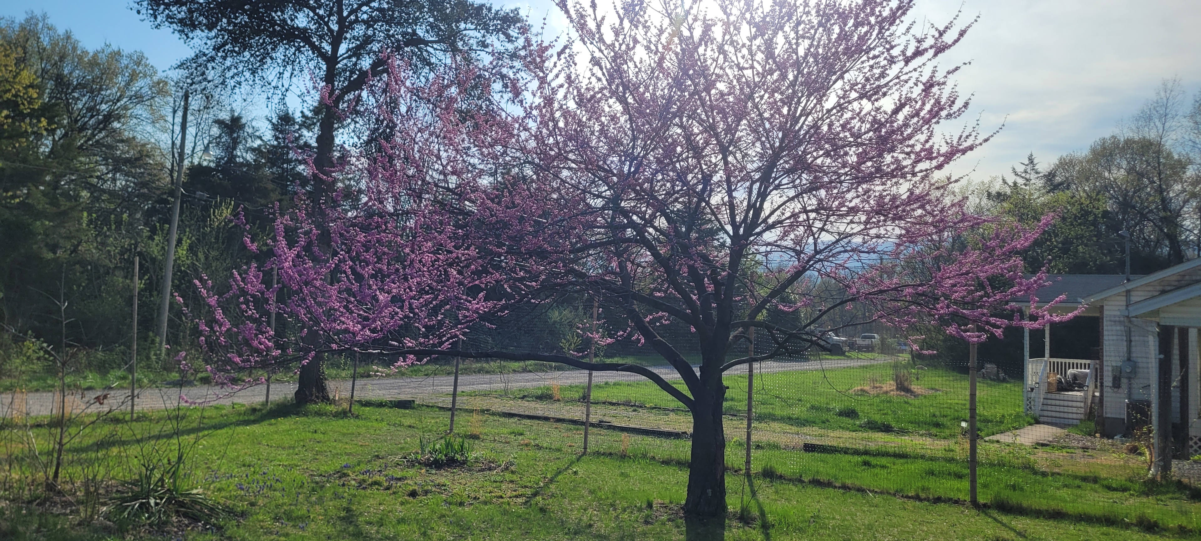 The Garden Patch