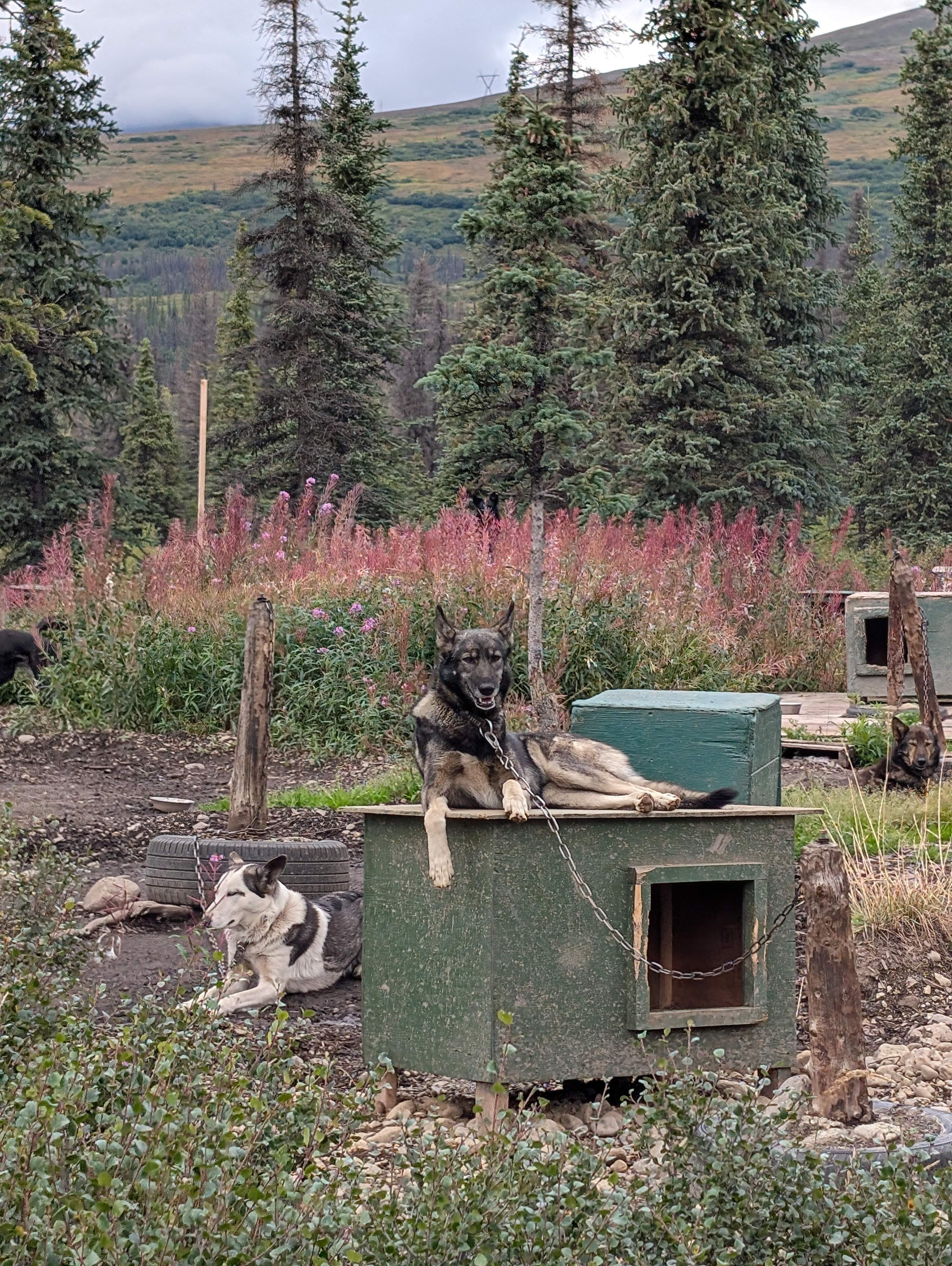 Wildthingz Dog Mushing