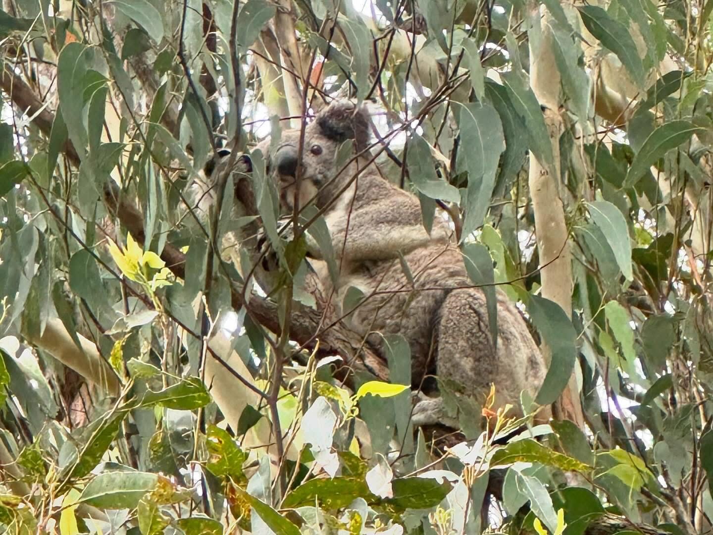 Koalas live on our property