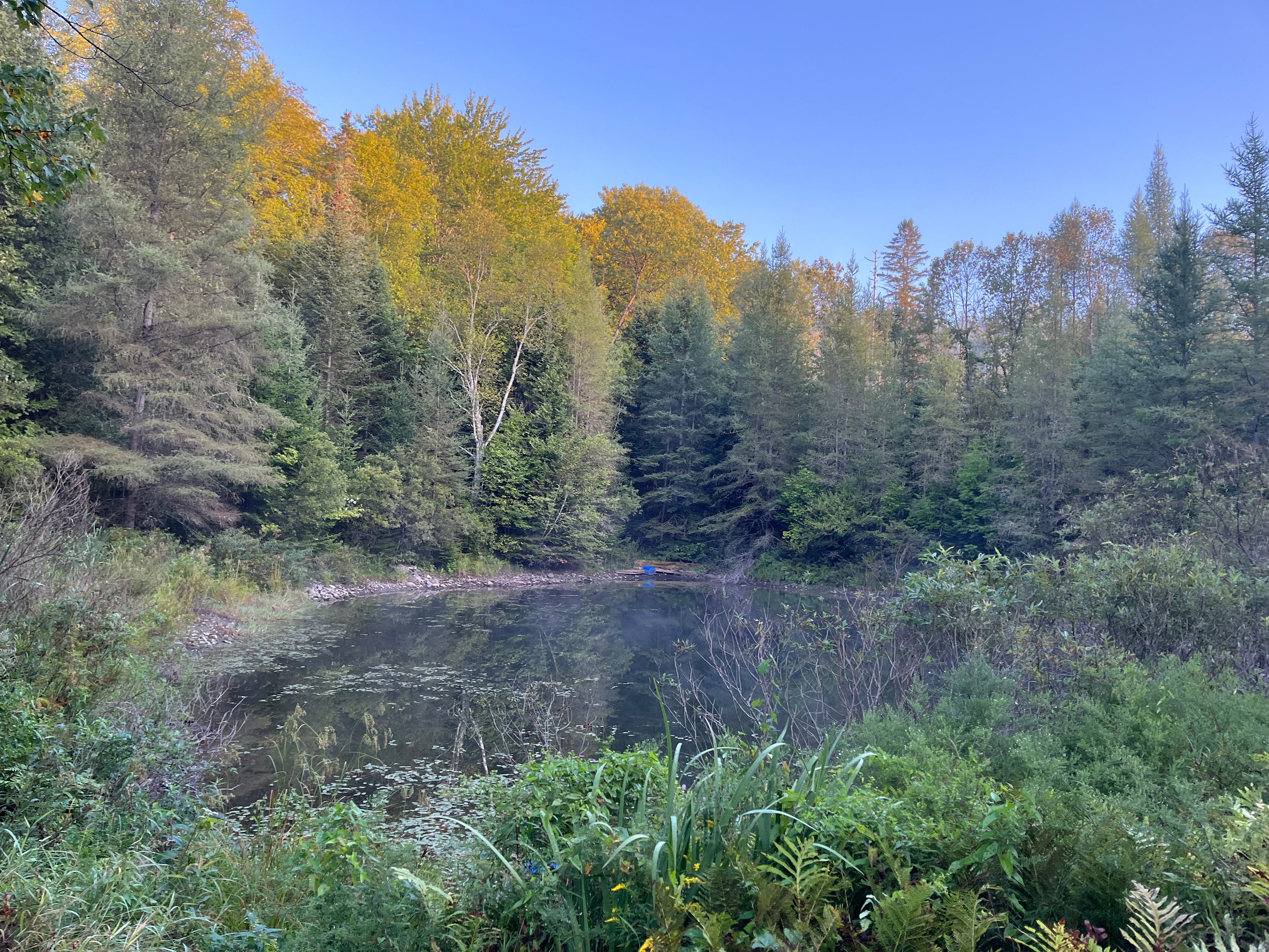 Beautiful peaceful pond 
