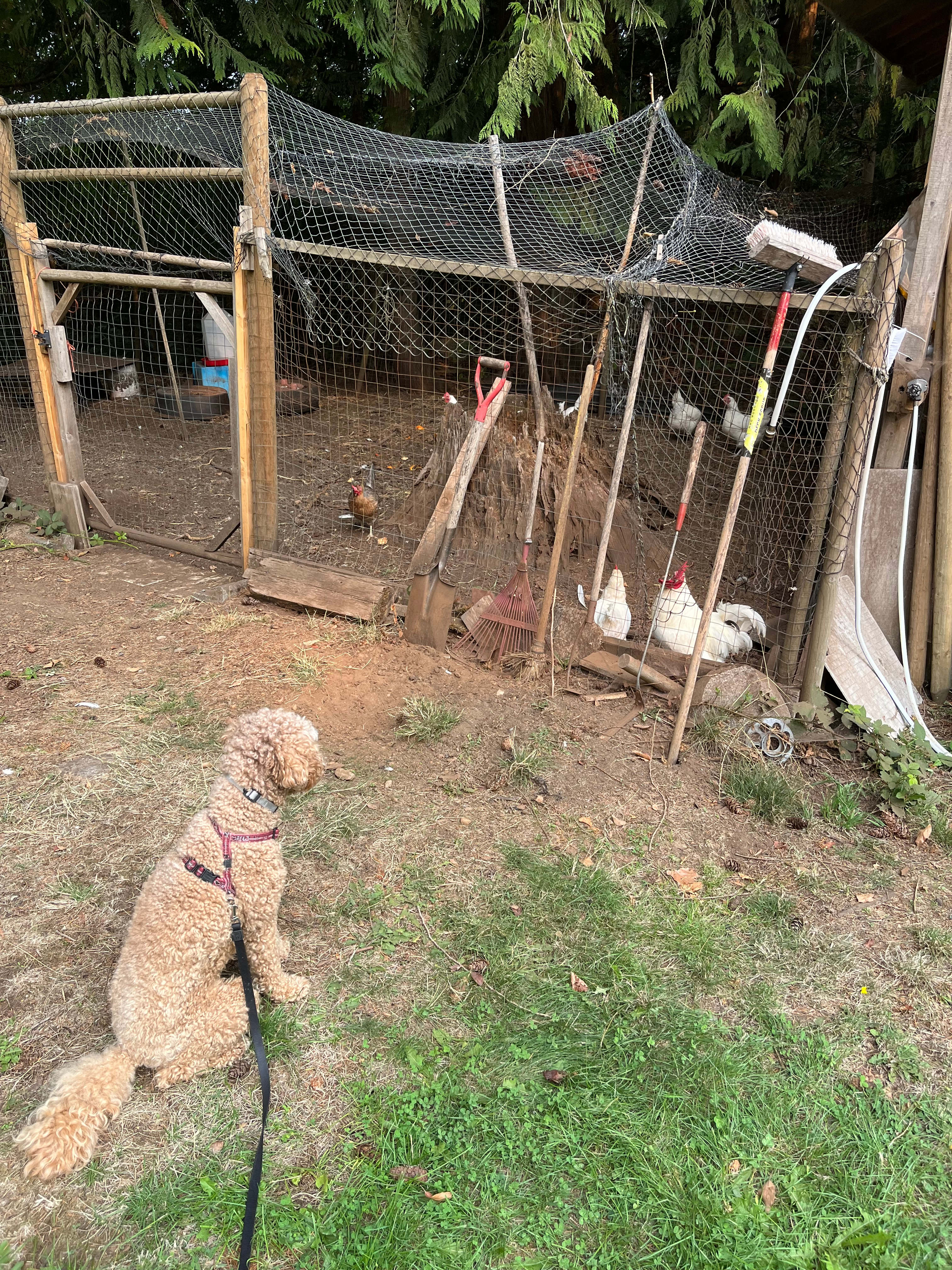 Our dog loves chickens so she was happy to make new chicken friends. 