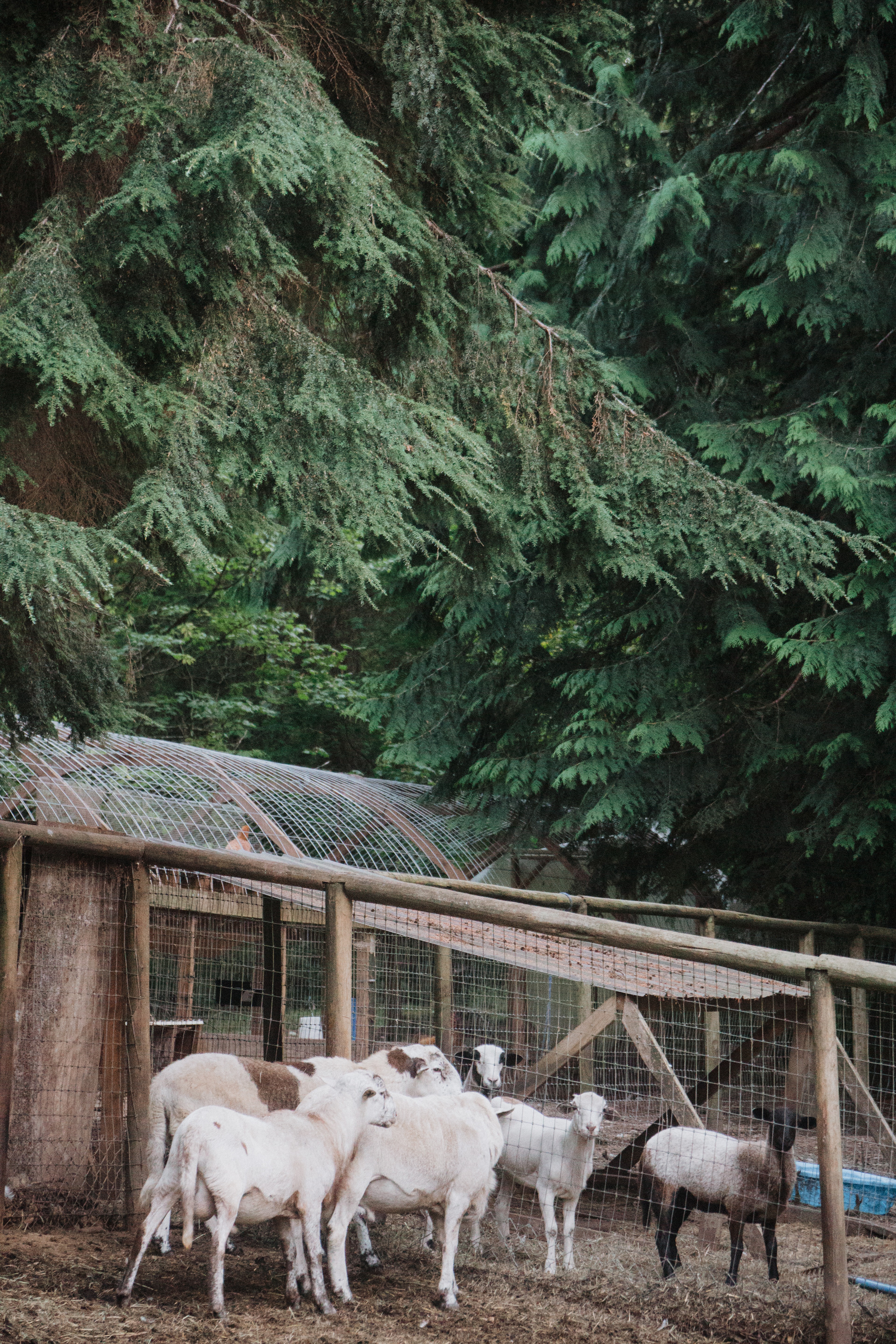 Chuckanut Hills Farm & Camp