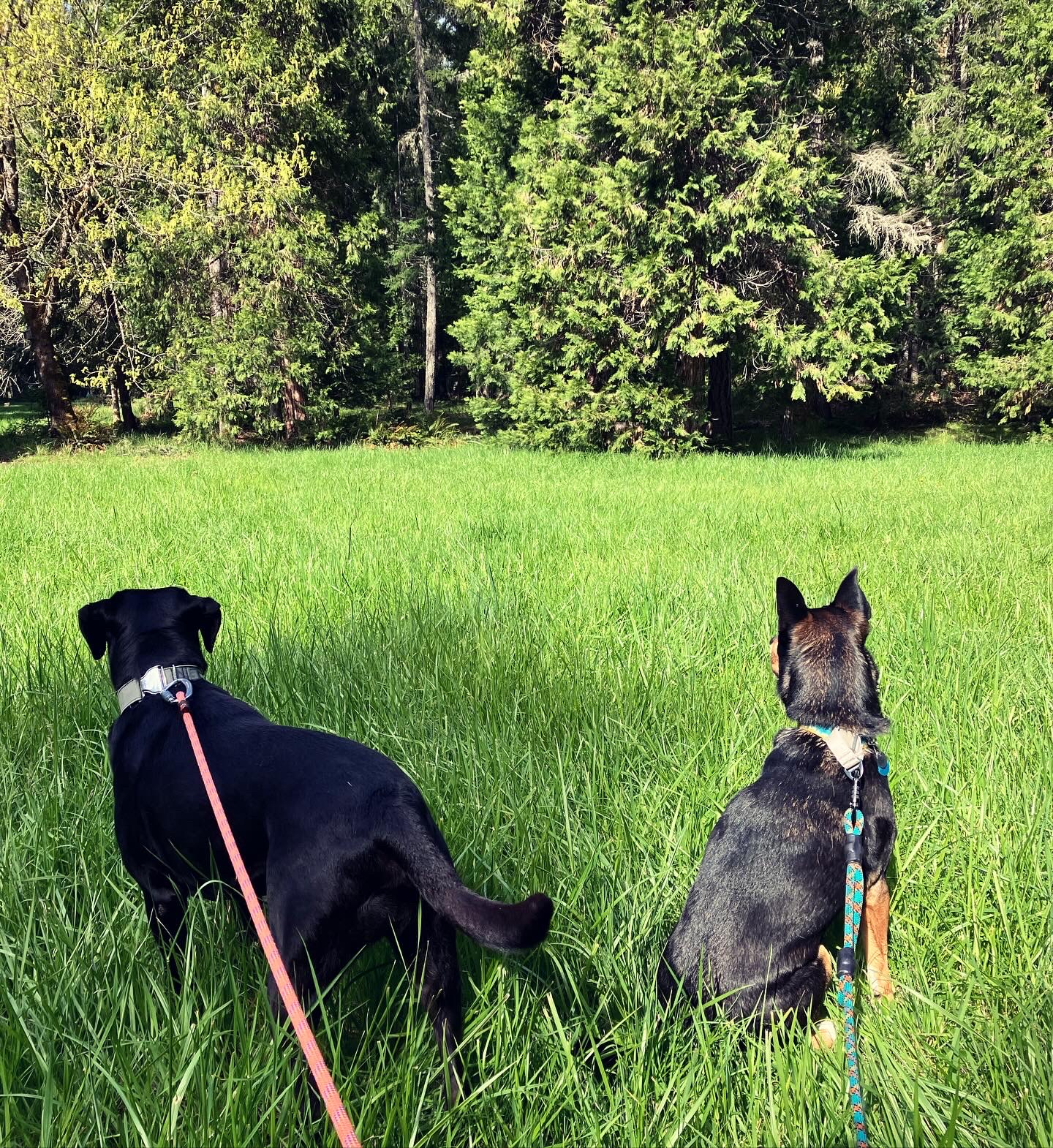 Azalea Grove Getaway