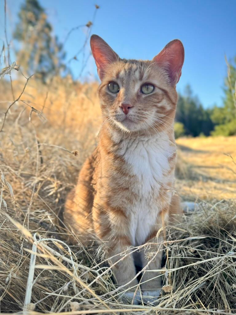 have to shoutout sully, just one of the resident cats here! if you're an animal lover, this is the place for you because you may just encounter a cat (or two!) among other animals who call this mountain haven home 