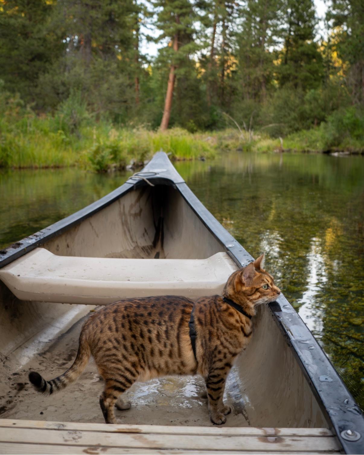 Peaches enjoying the canoe ride @adventurecatpeaches