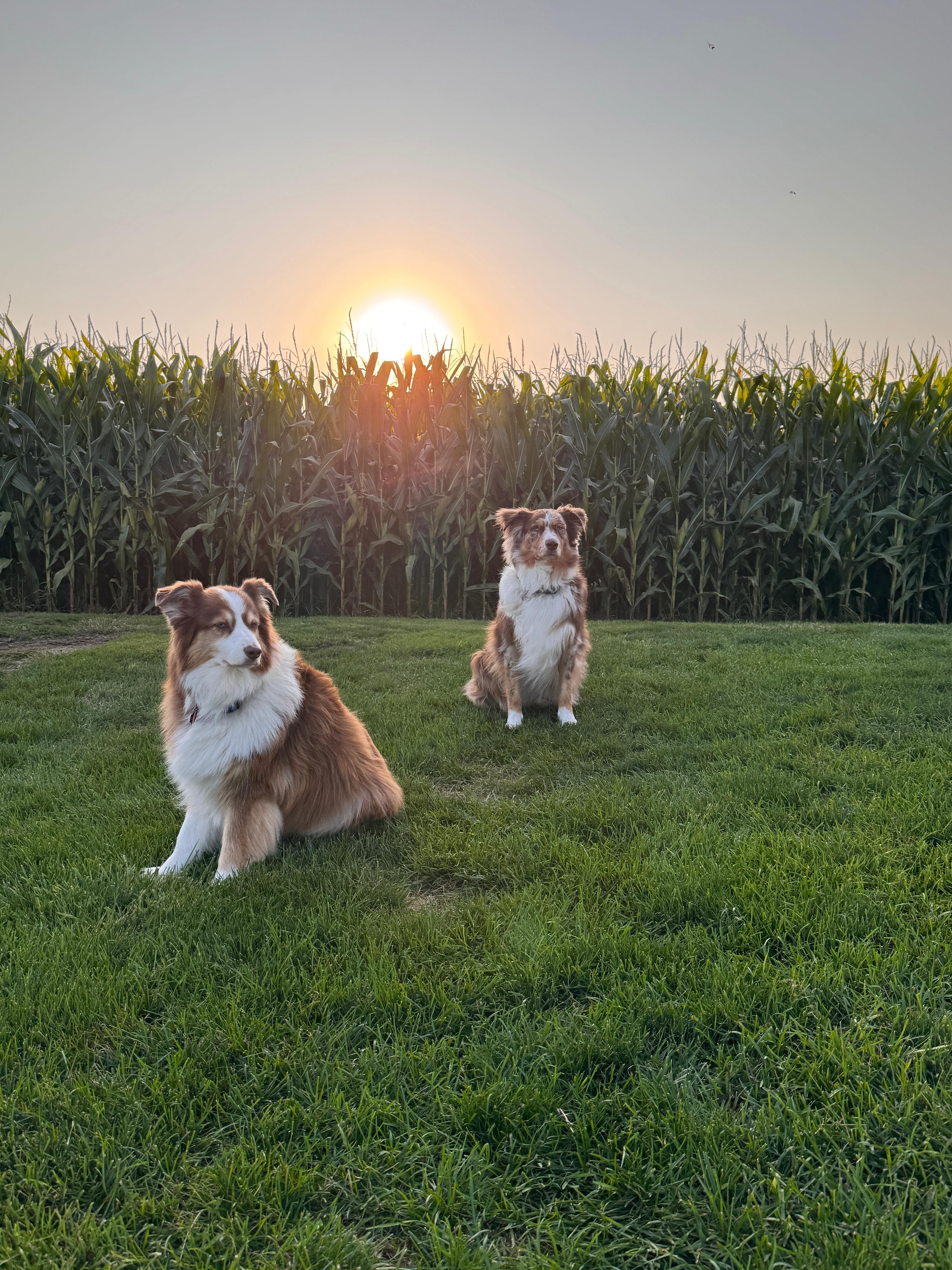 Max and Gary our Aussies!