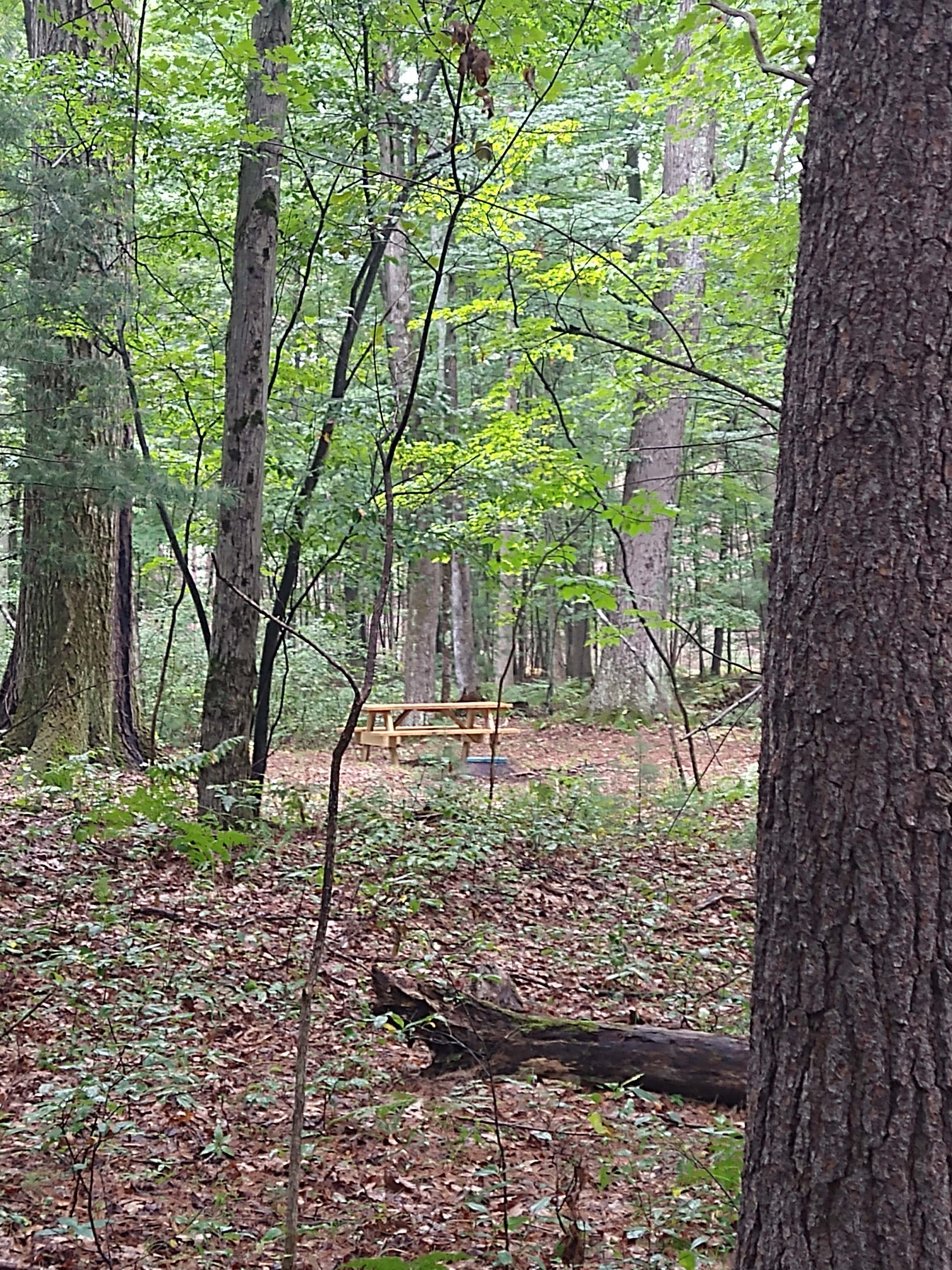 Valley of the Giants Camp