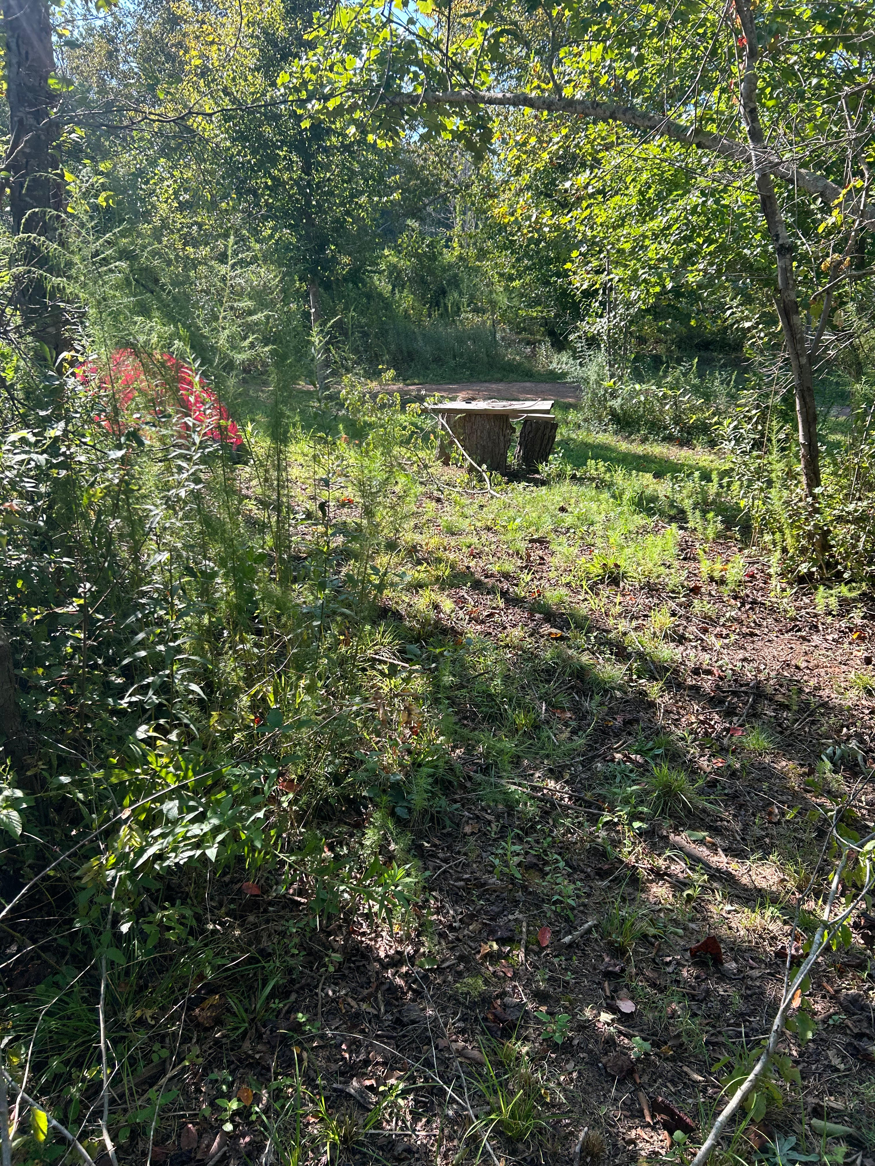 This is one of the open spaces in Explorer Camp. It has a cool arched tree over it. You can set up wherever you like here just pick a spot that feels cozy and settle in.