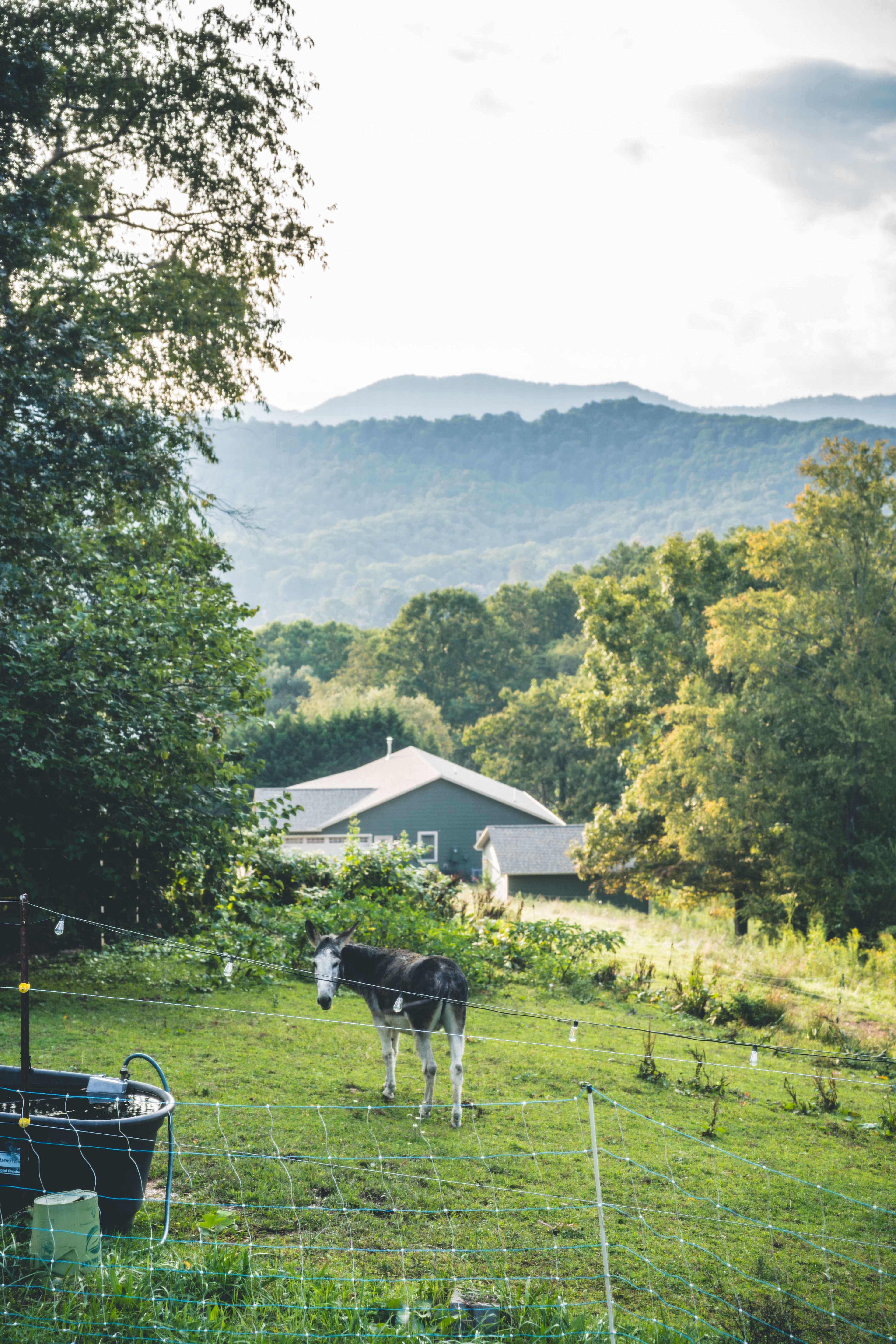 Red Rooster Farm: AVL Adjacent!
