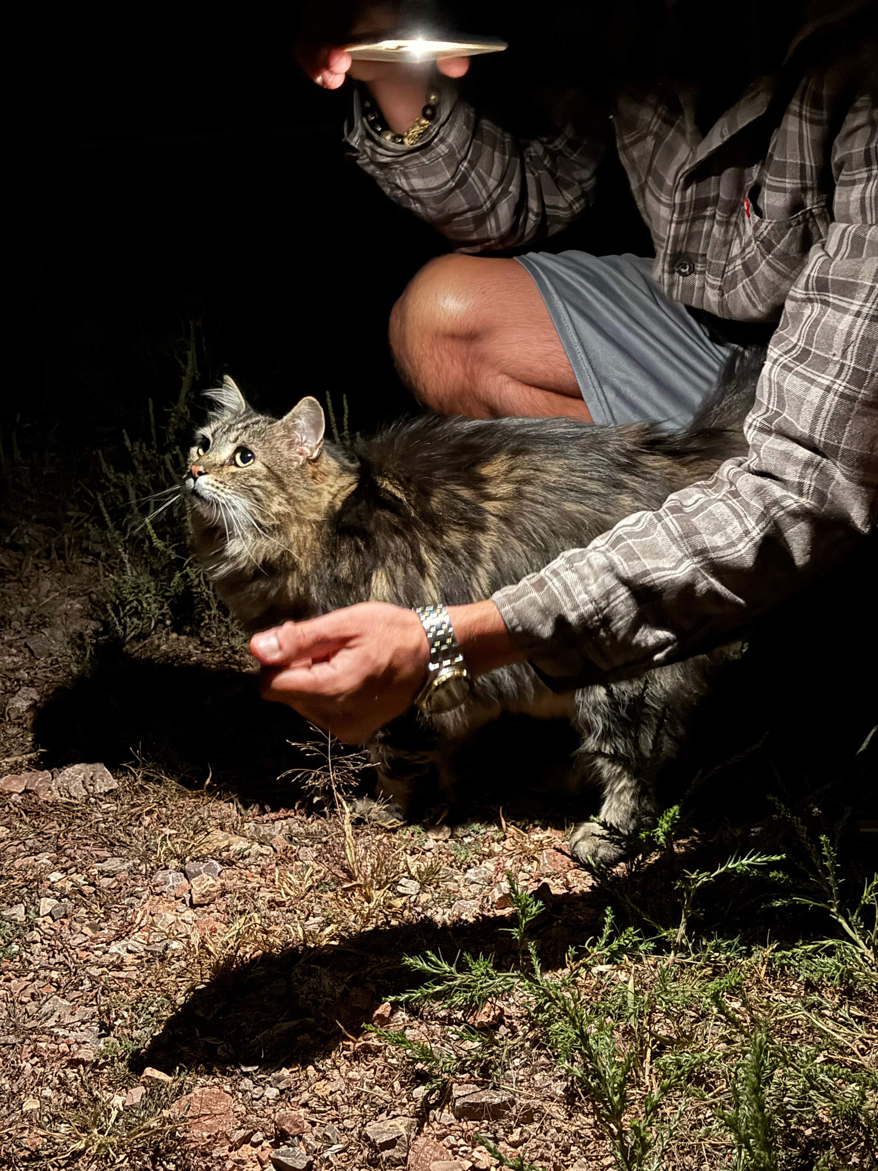 Bearlodge Mountain Resort
