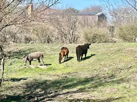 Enjoy Texas Vibes at SoJo Ranch