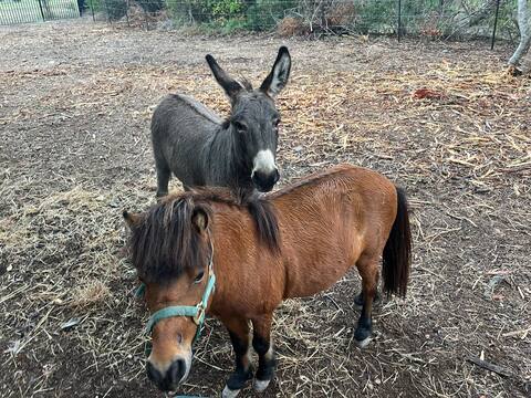 Enjoy Texas Vibes at SoJo Ranch