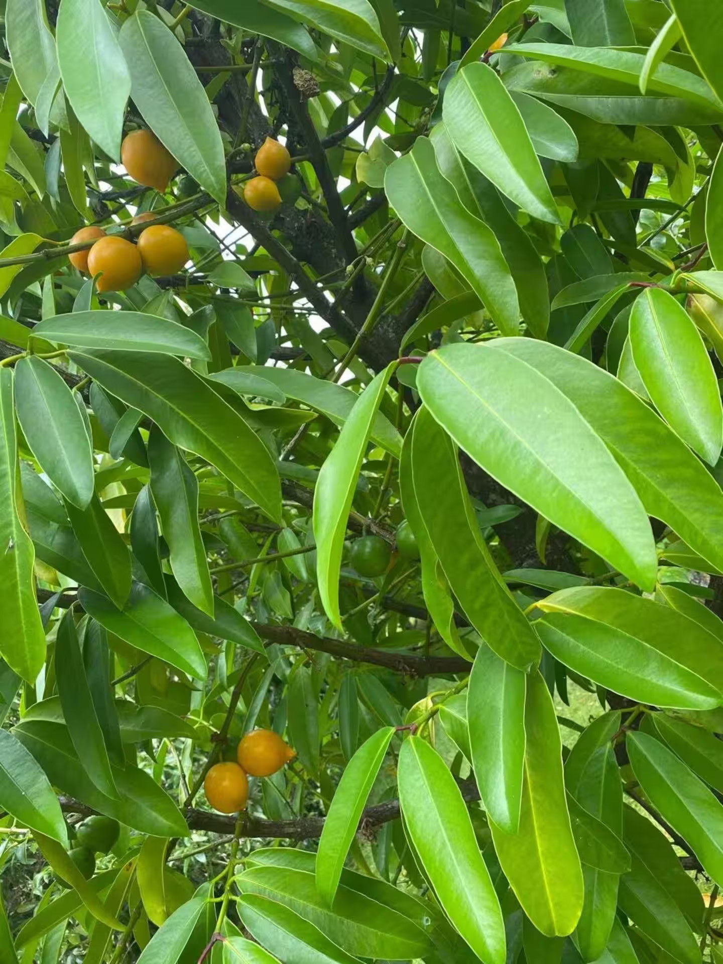 Wallis Island Camp area