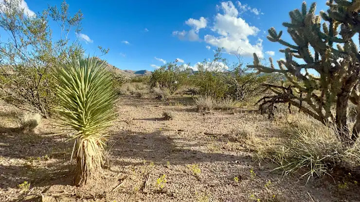 Joshua Tree Overlook