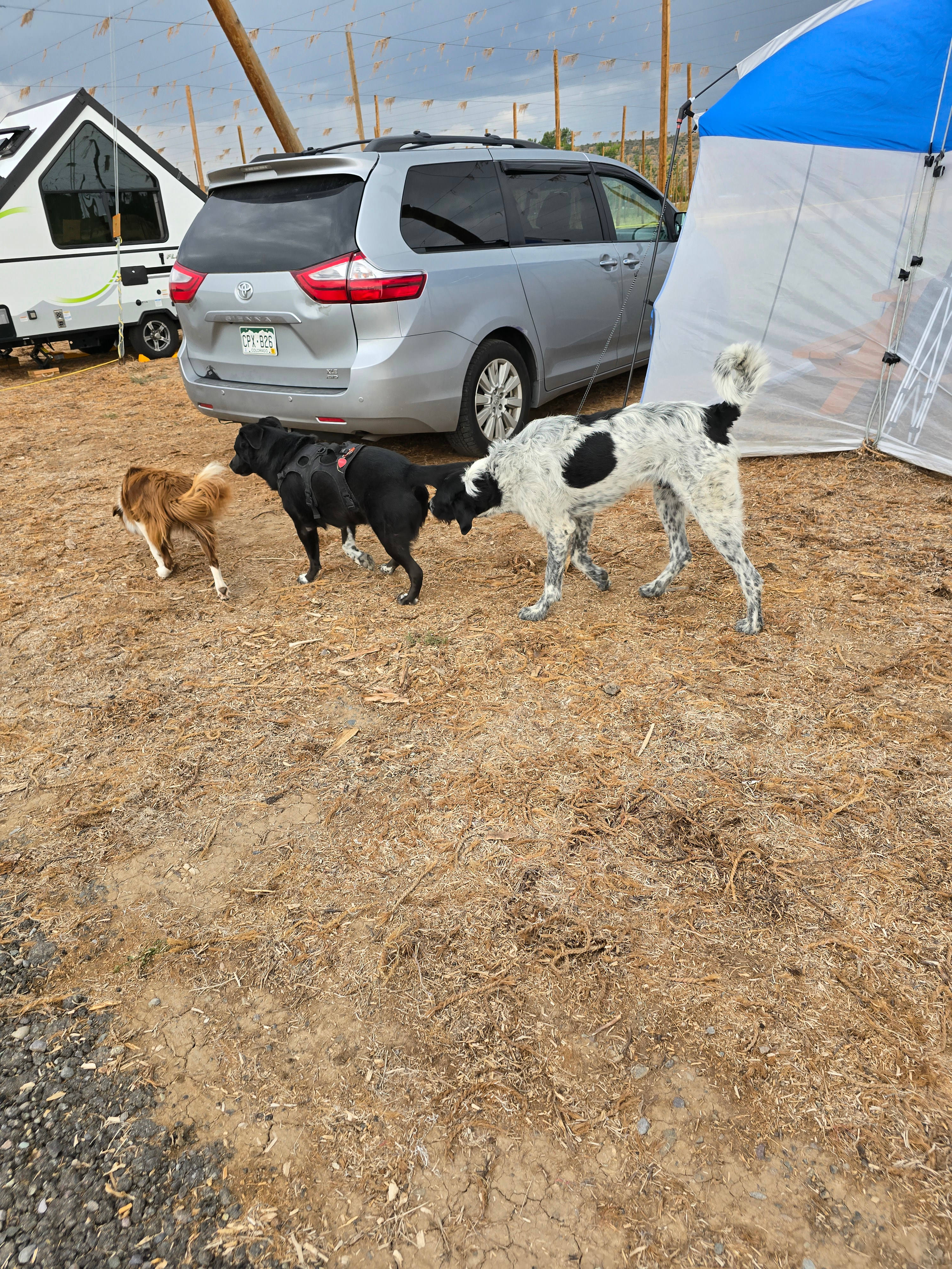 Down at the Hop Yard Camping