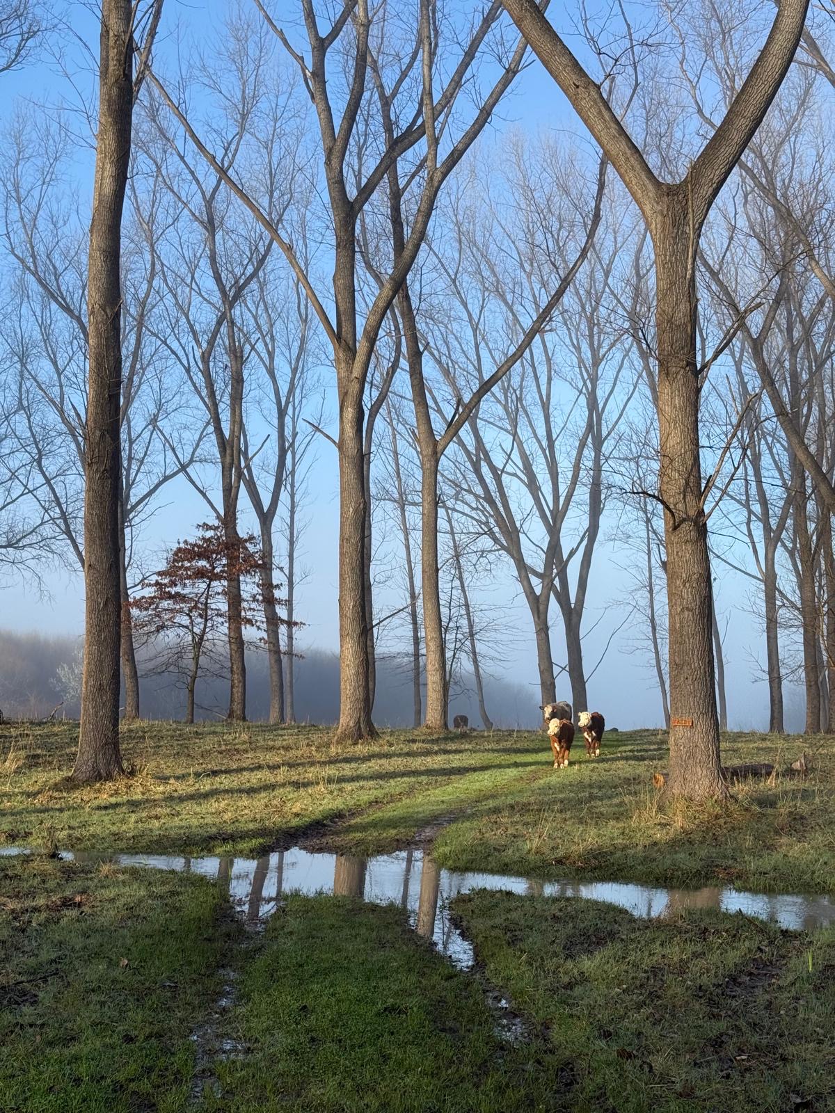 Wings of the Carribee
