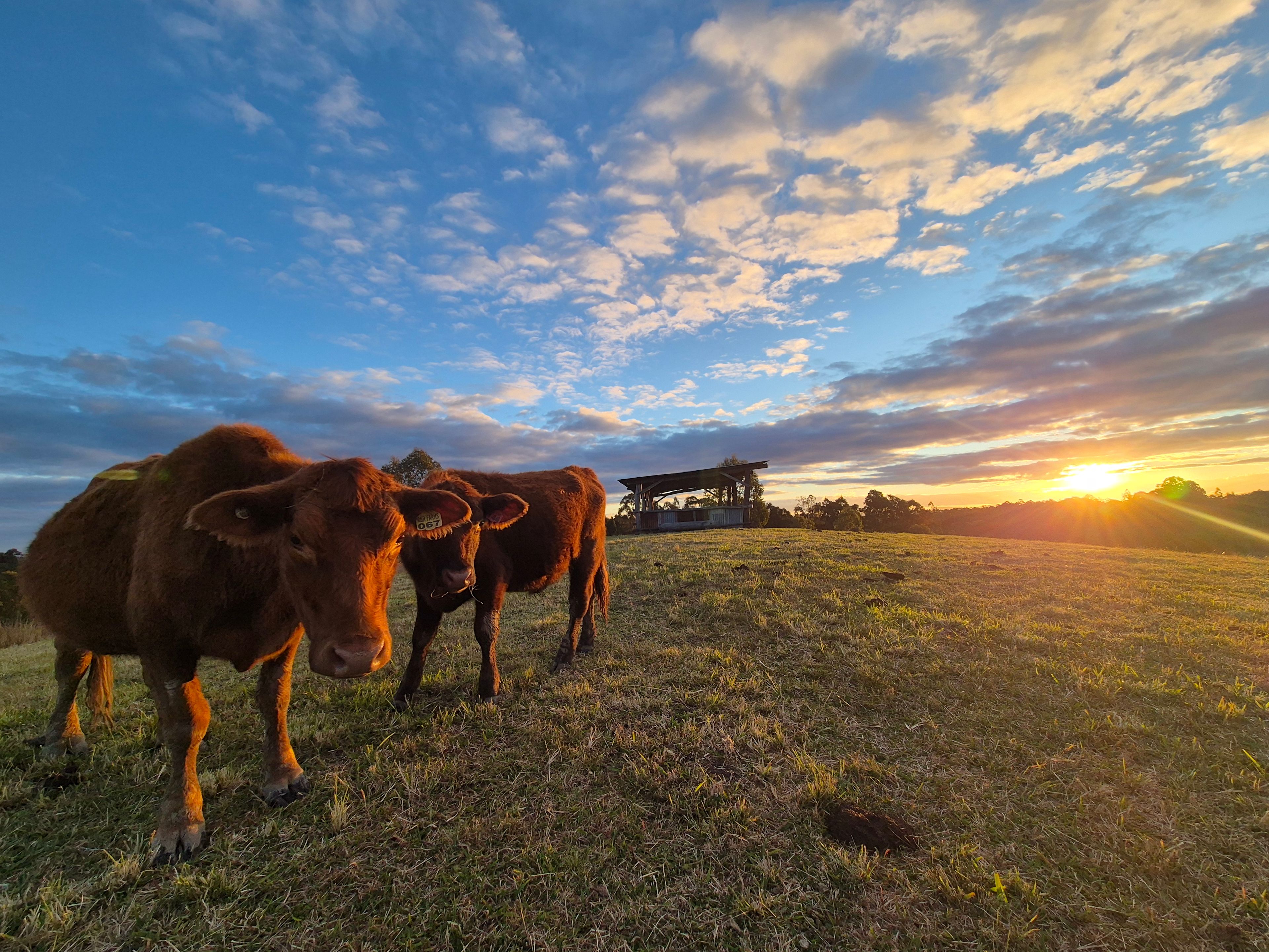 Pipe Dreams Pastoral