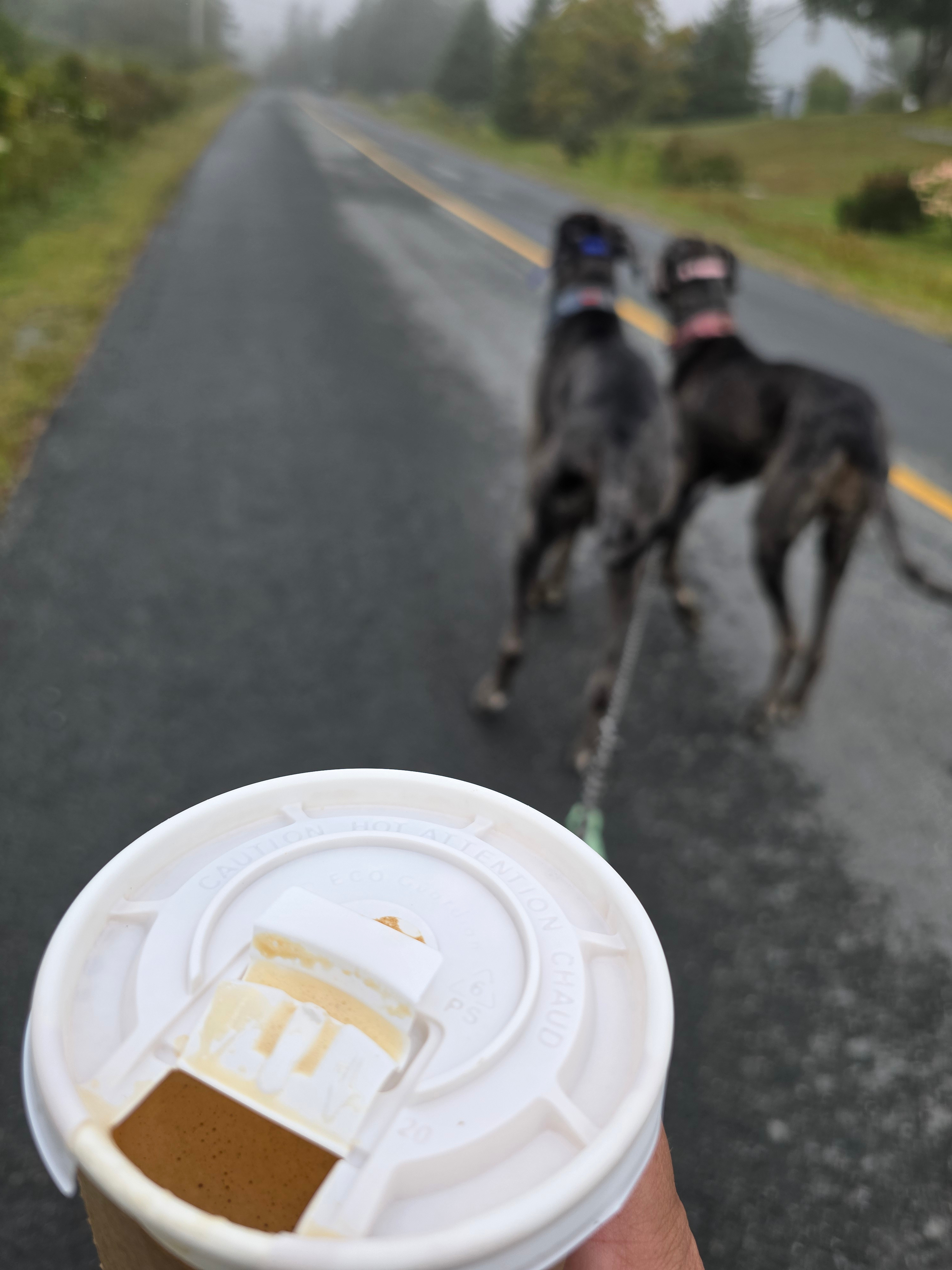 Walking the dogs back from that wonderful coffee sho[