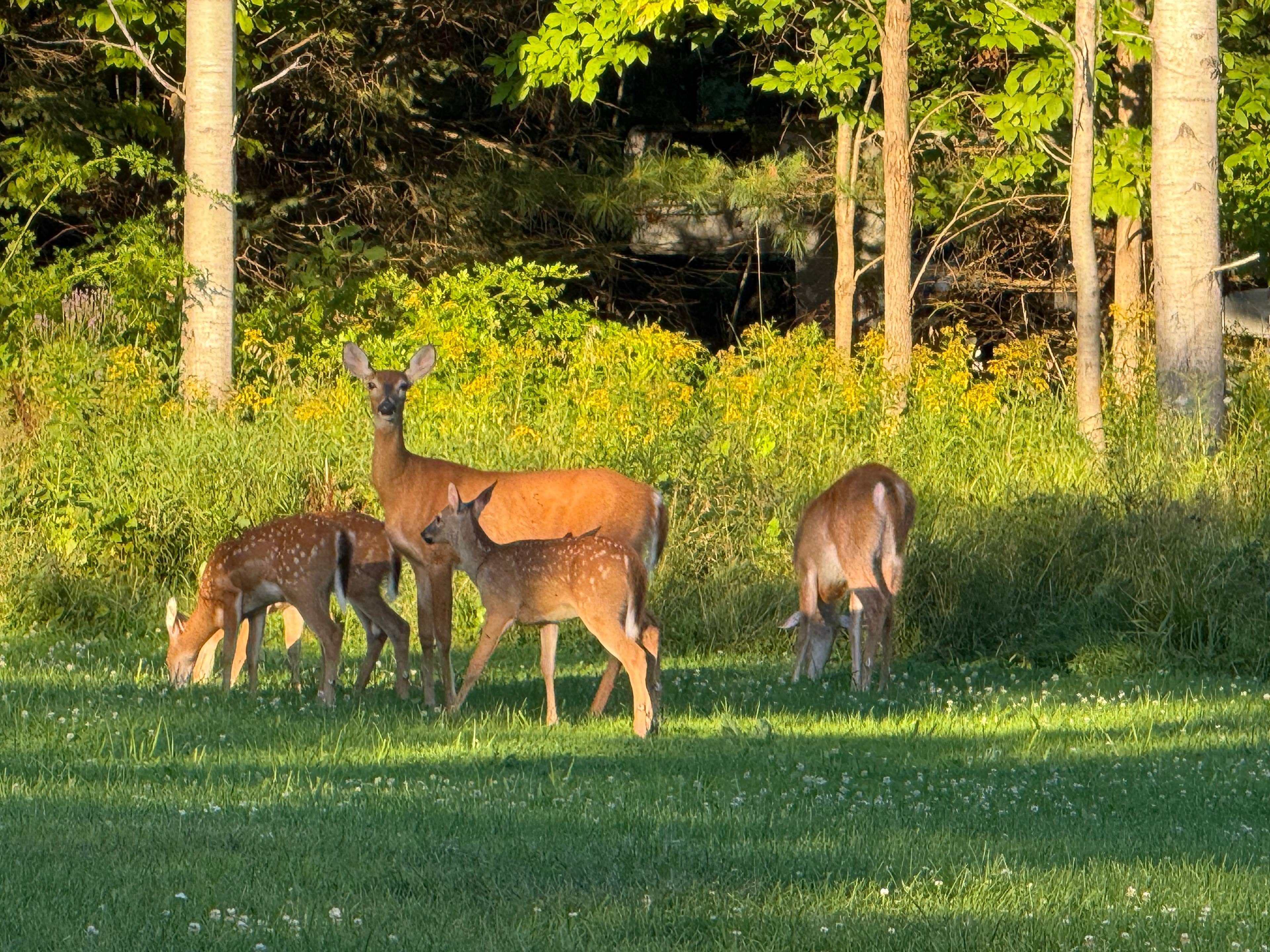 Starlight RV Retreat | Alanson MI