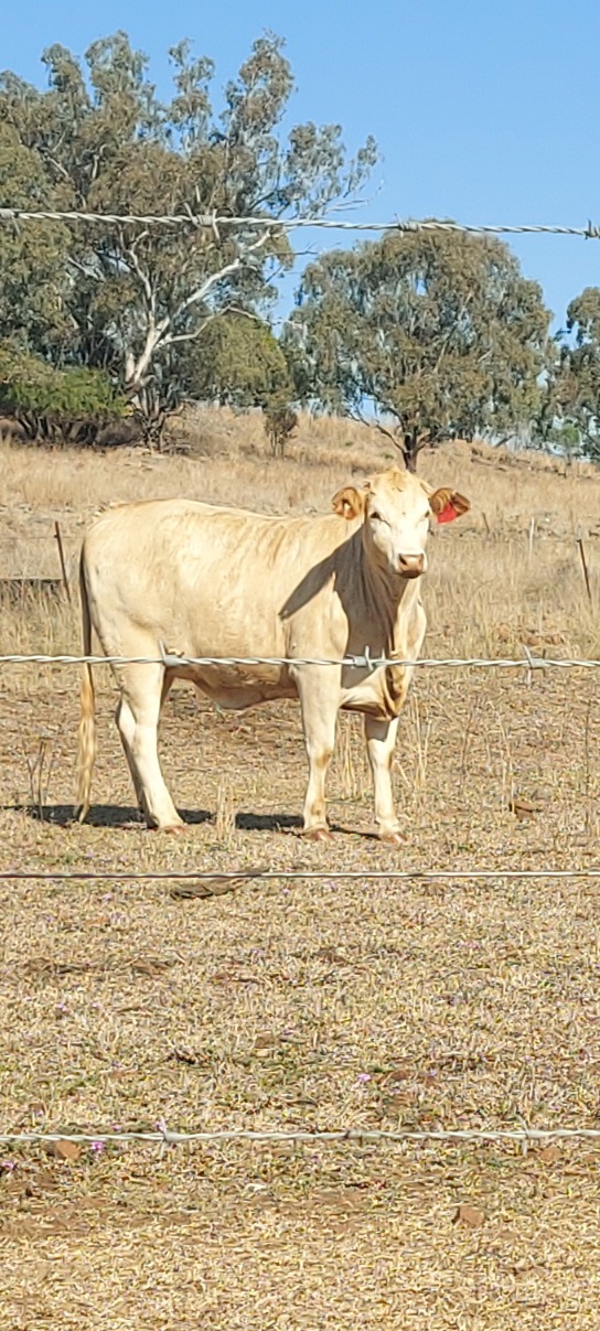 Bunya Mountains View