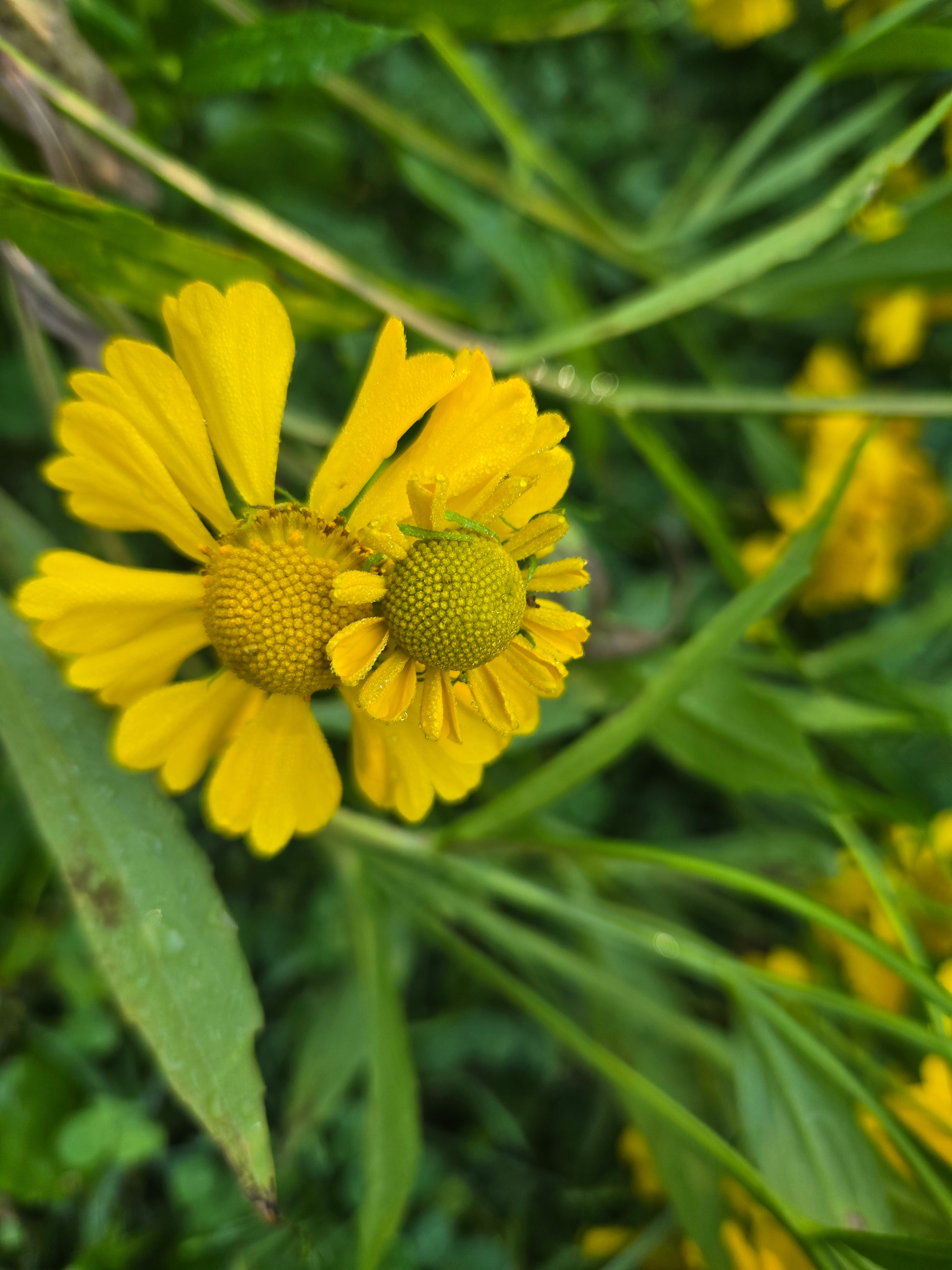 Magical Yurt in the Woods