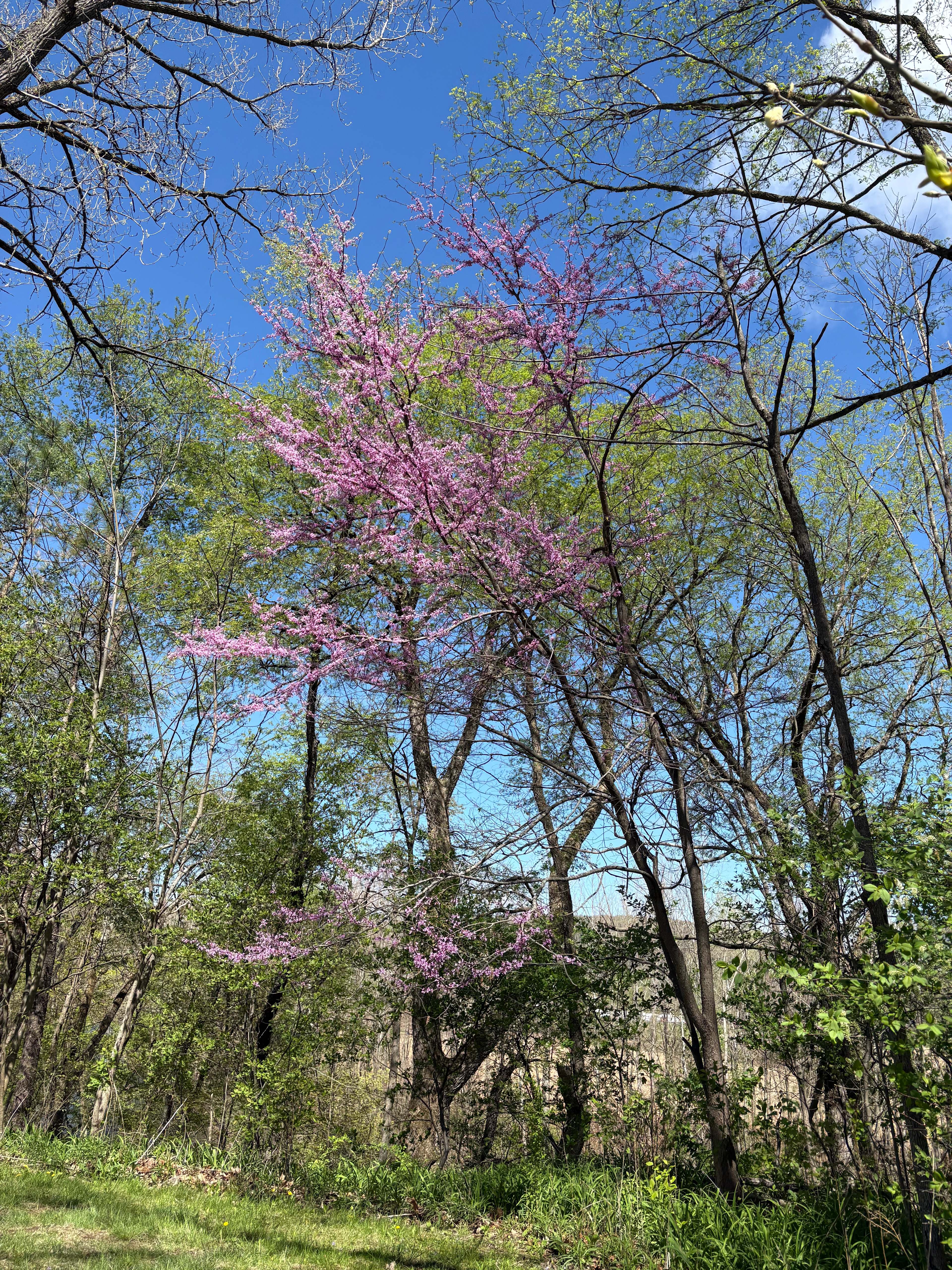 Woodside tent site 1