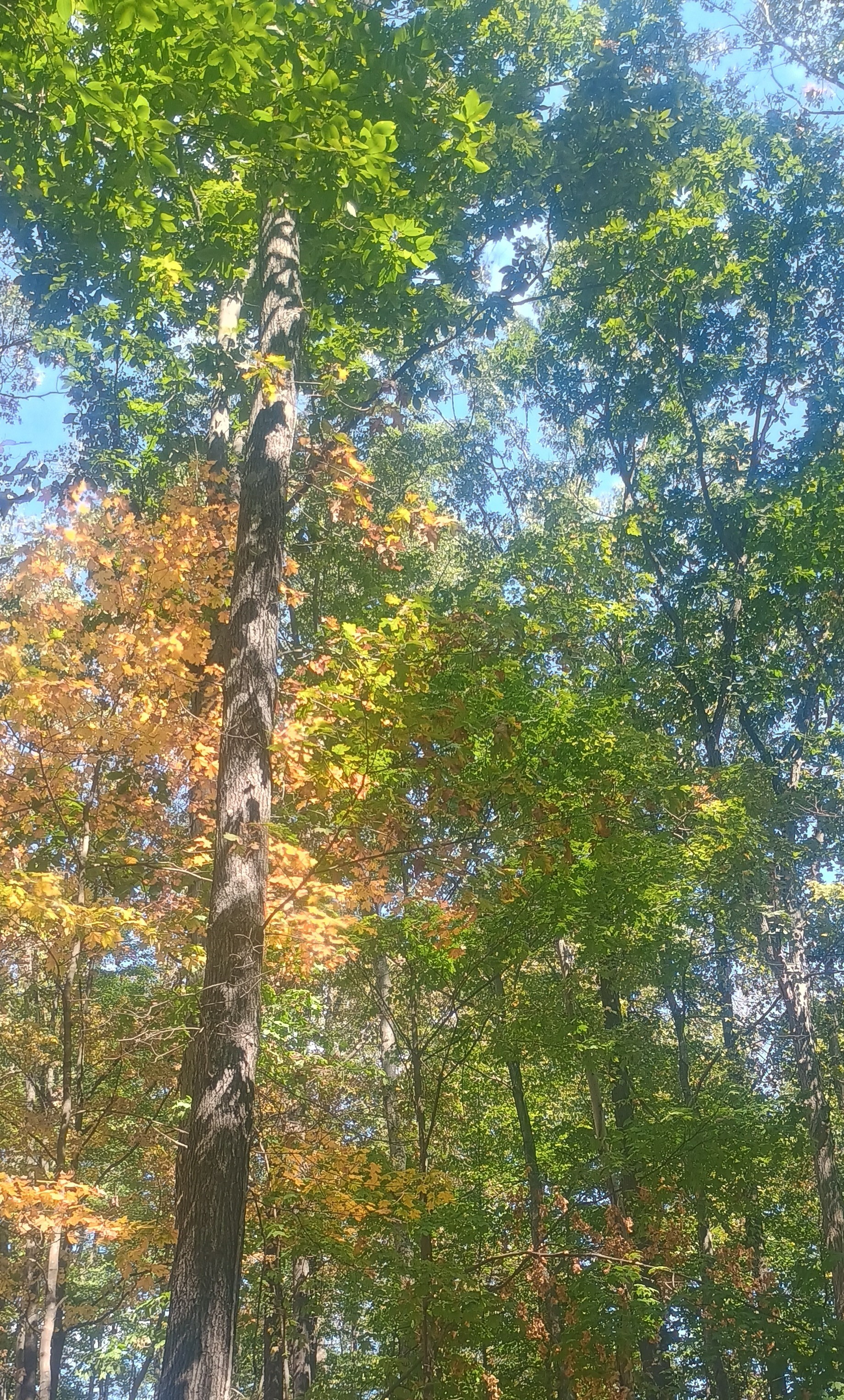 Wild Ridge Campsites