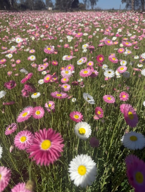 Pringy's Farm Balnagask