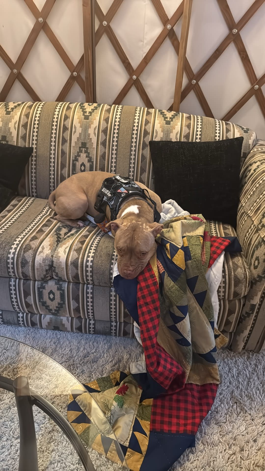 'Driftwood' Year Round Yurt + Sauna