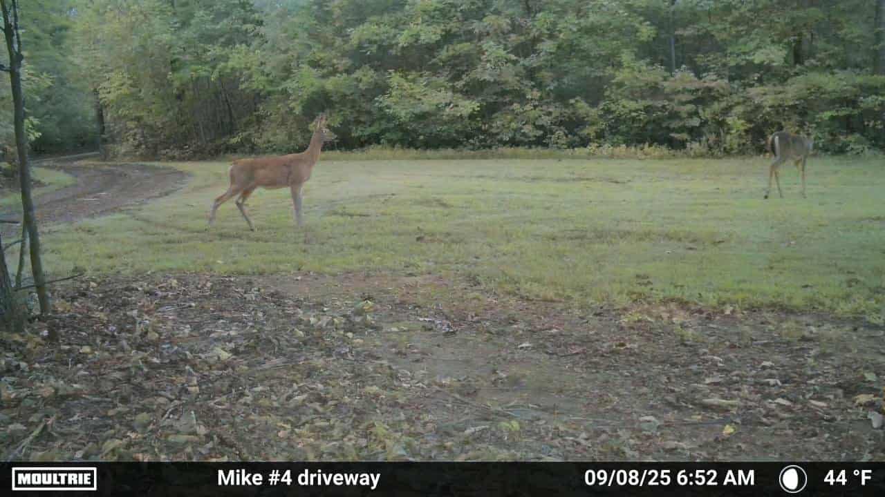 Trail camera facing towards driveway at the grassy hipcamp area. See the deer?